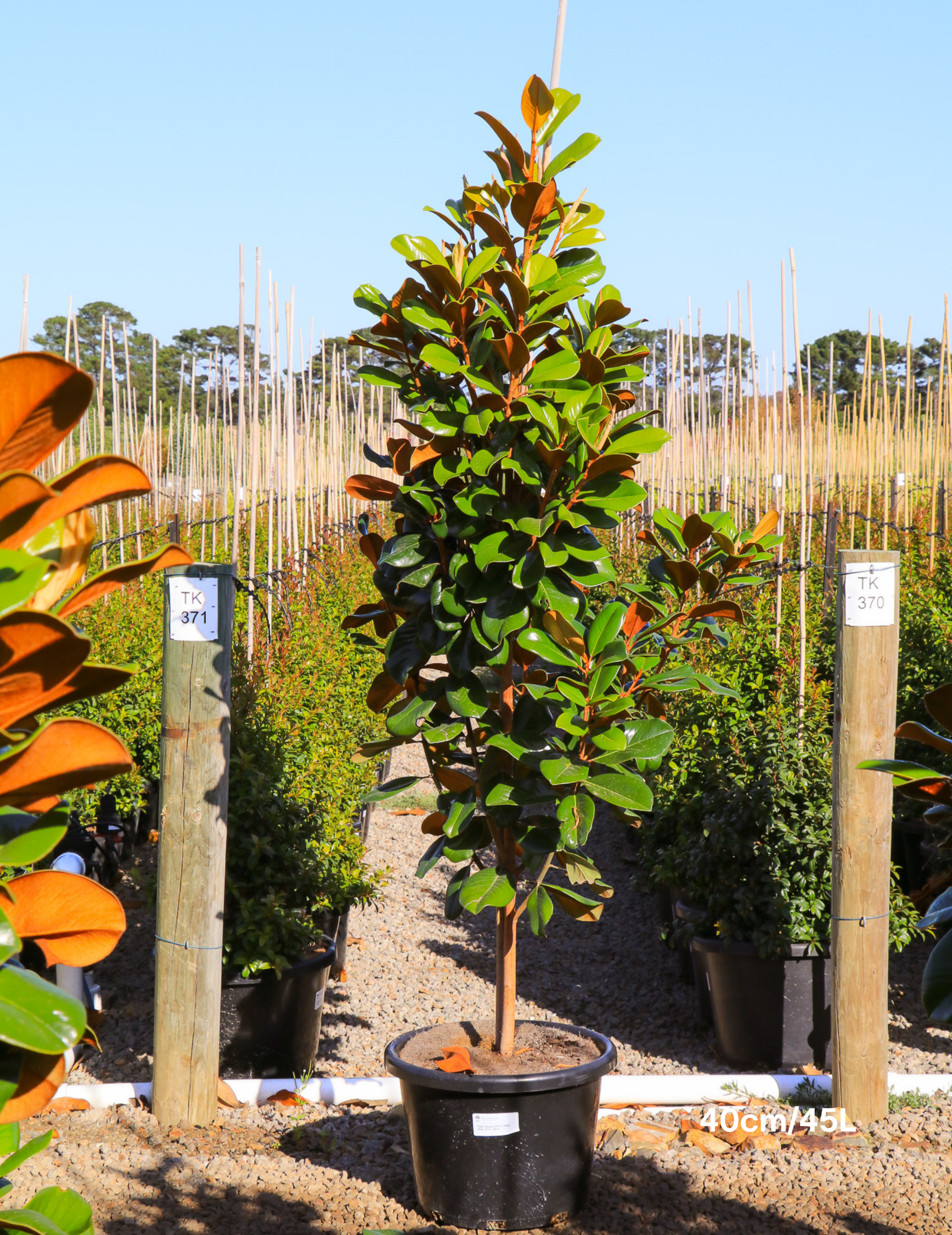 Magnolia grandiflora 'Teddy Bear' - Evergreen Trees Direct