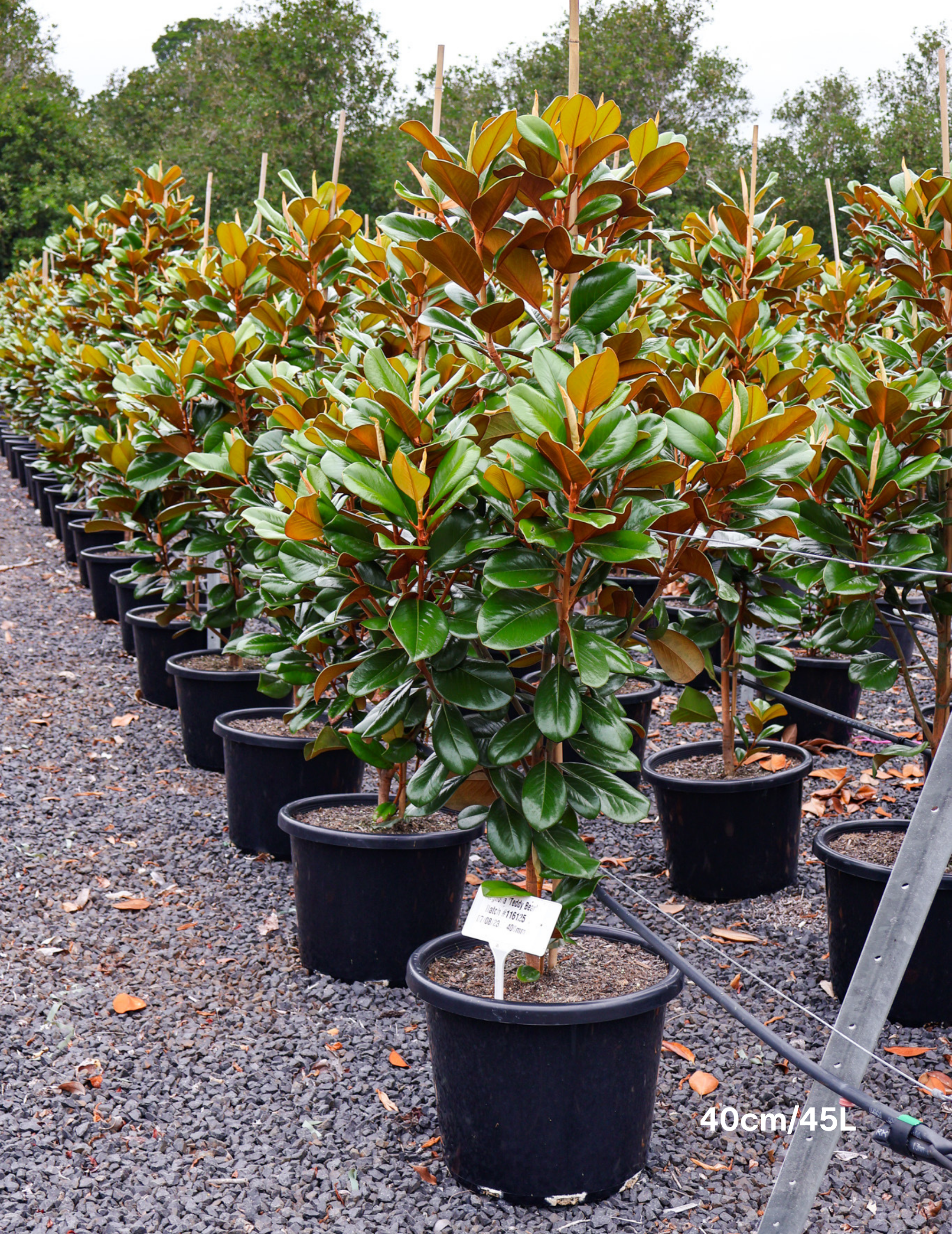 Magnolia grandiflora 'Teddy Bear' - Evergreen Trees Direct