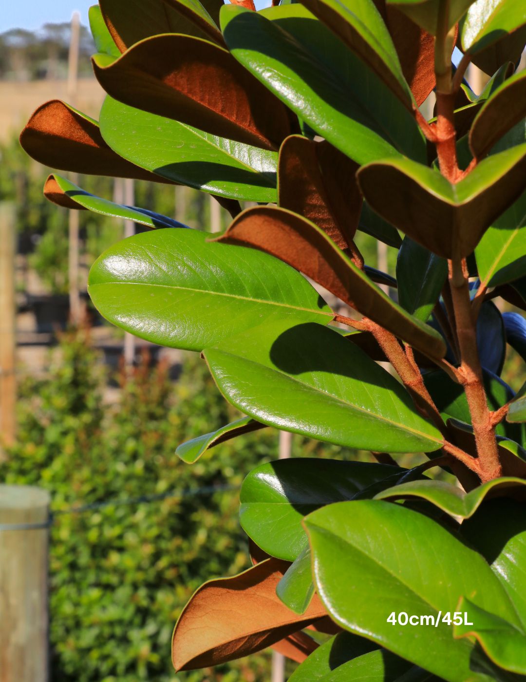 Magnolia grandiflora 'Teddy Bear' - Evergreen Trees Direct