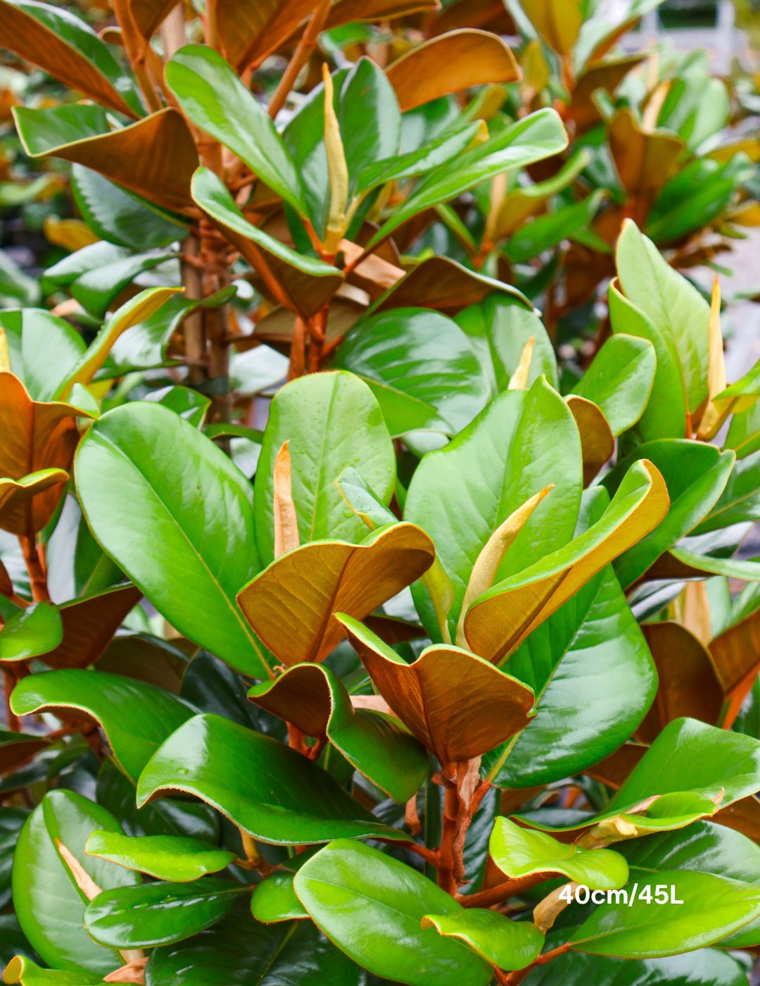 Magnolia grandiflora 'Teddy Bear' - Evergreen Trees Direct