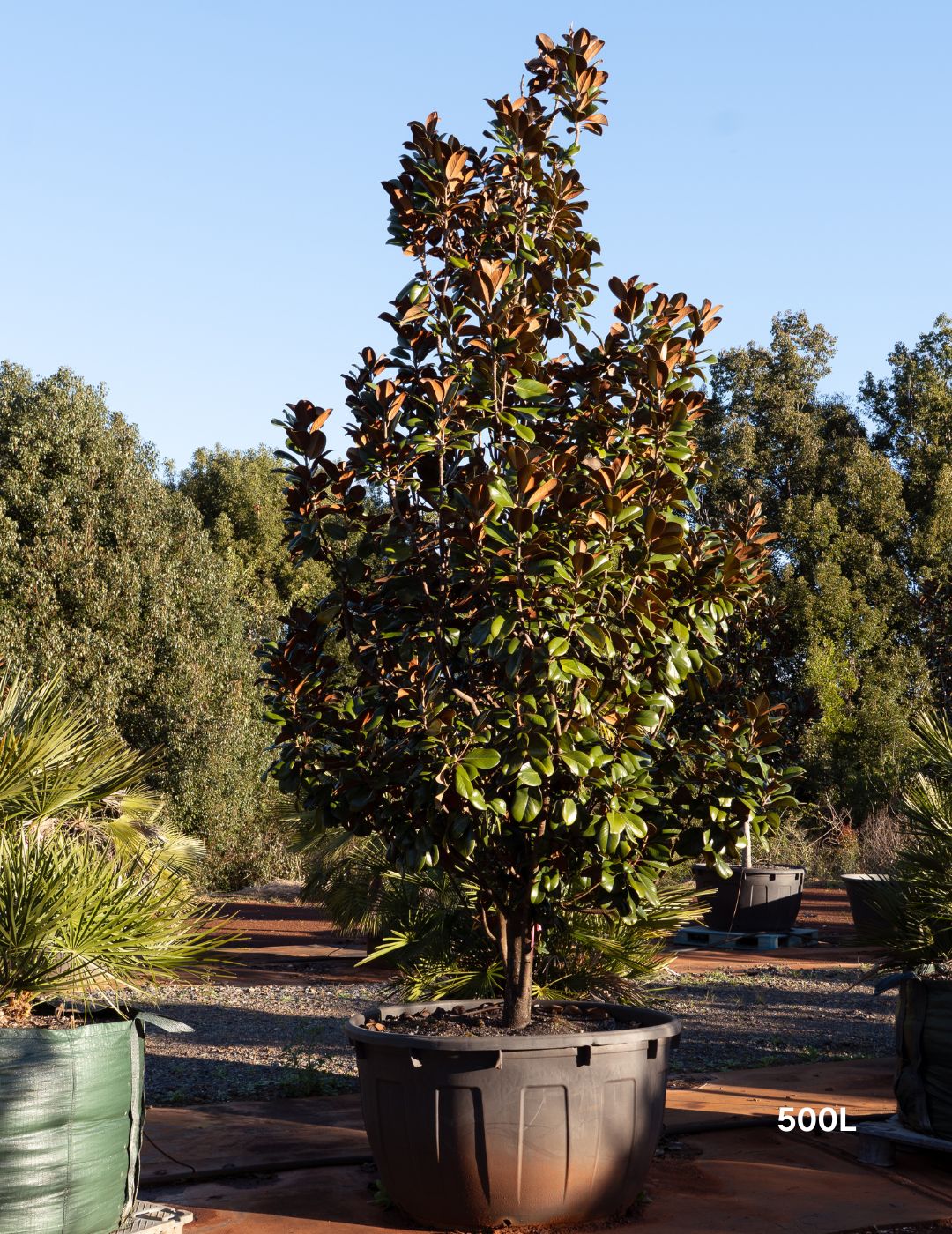 Magnolia grandiflora 'Teddy Bear'