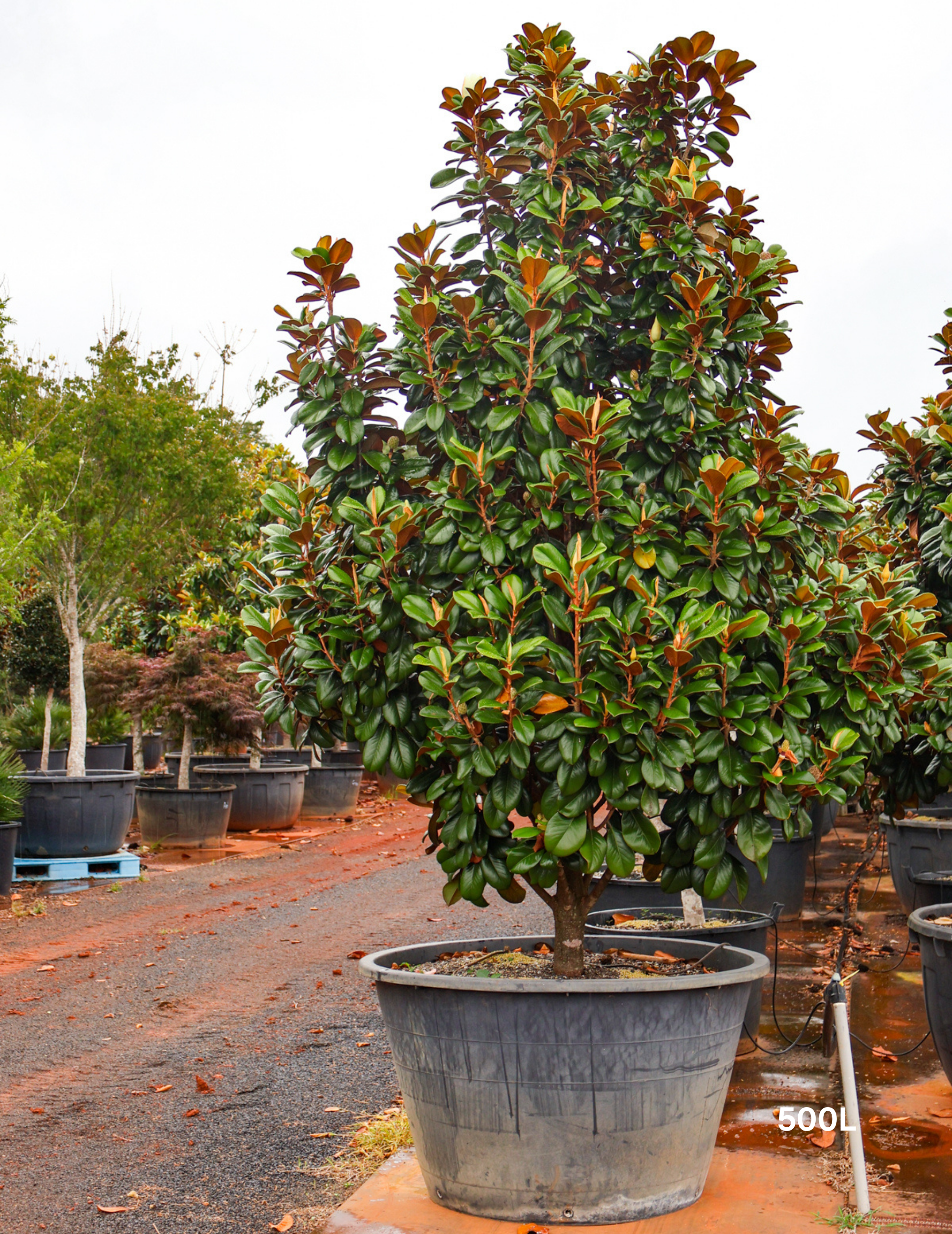 Magnolia grandiflora 'Teddy Bear' - Evergreen Trees Direct