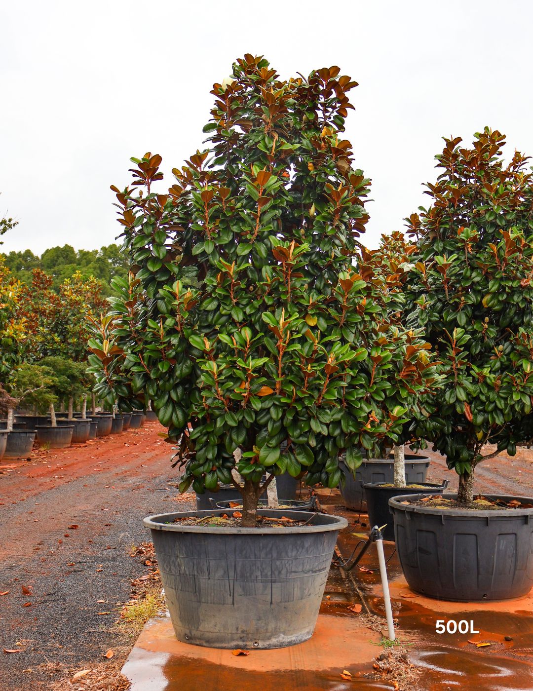 Magnolia grandiflora 'Teddy Bear'