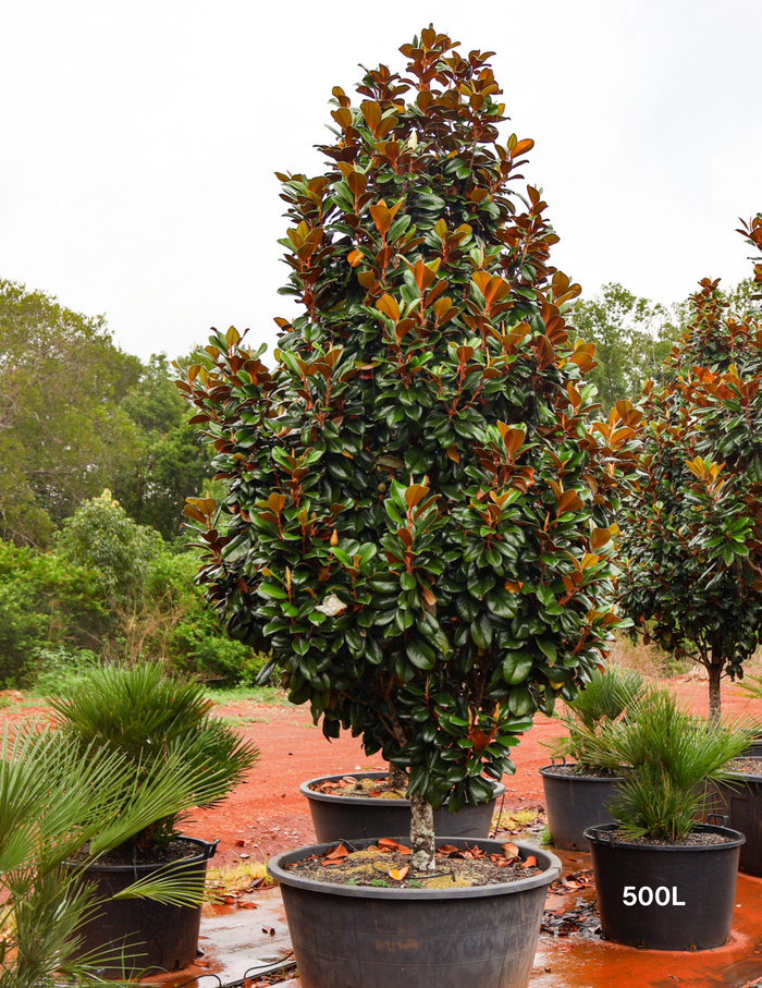 Magnolia grandiflora 'Teddy Bear' - Evergreen Trees Direct