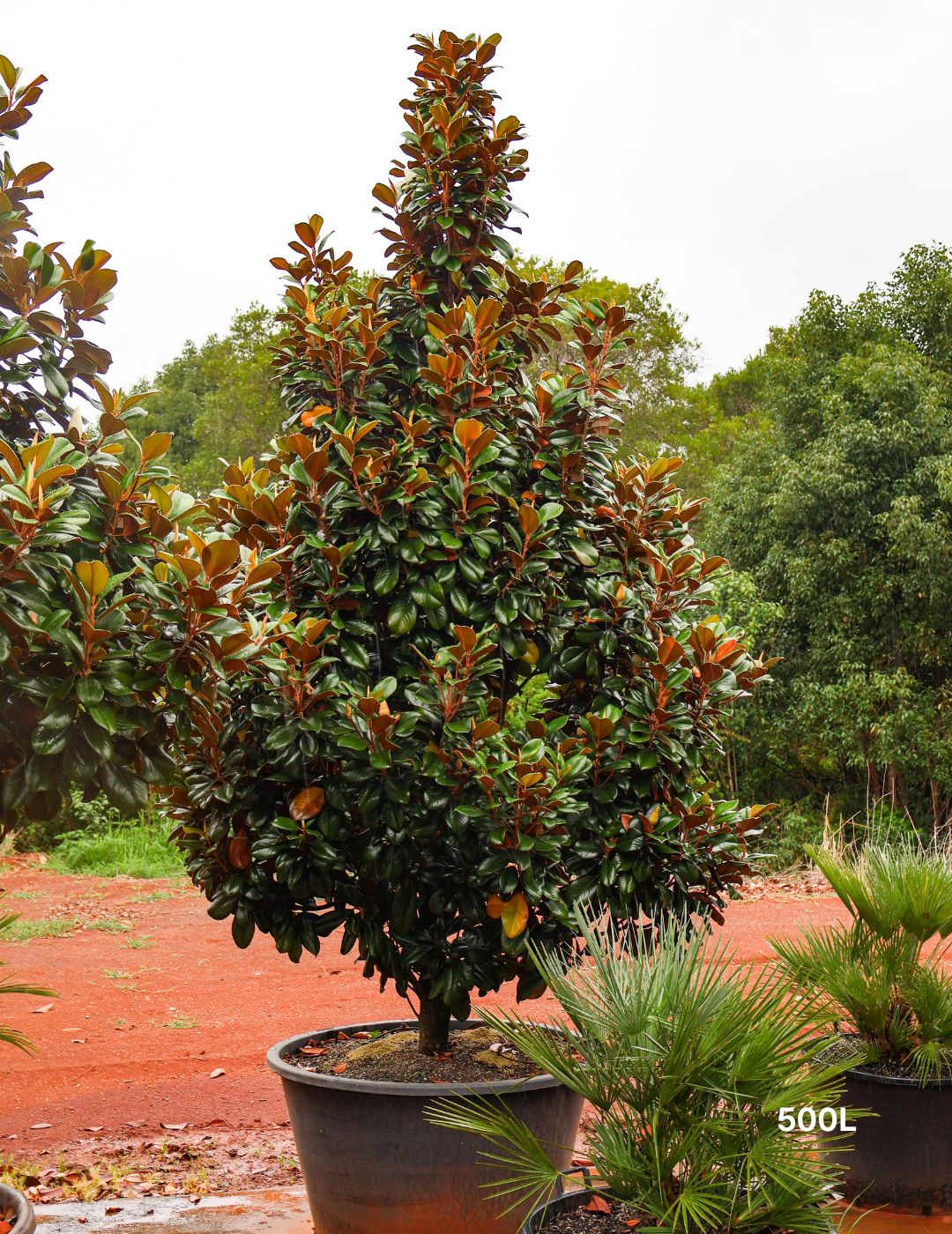 Magnolia grandiflora 'Teddy Bear' - Evergreen Trees Direct
