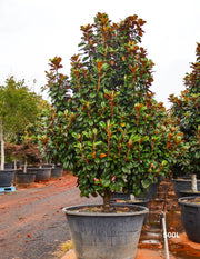 Magnolia grandiflora 'Teddy Bear' - Evergreen Trees Direct