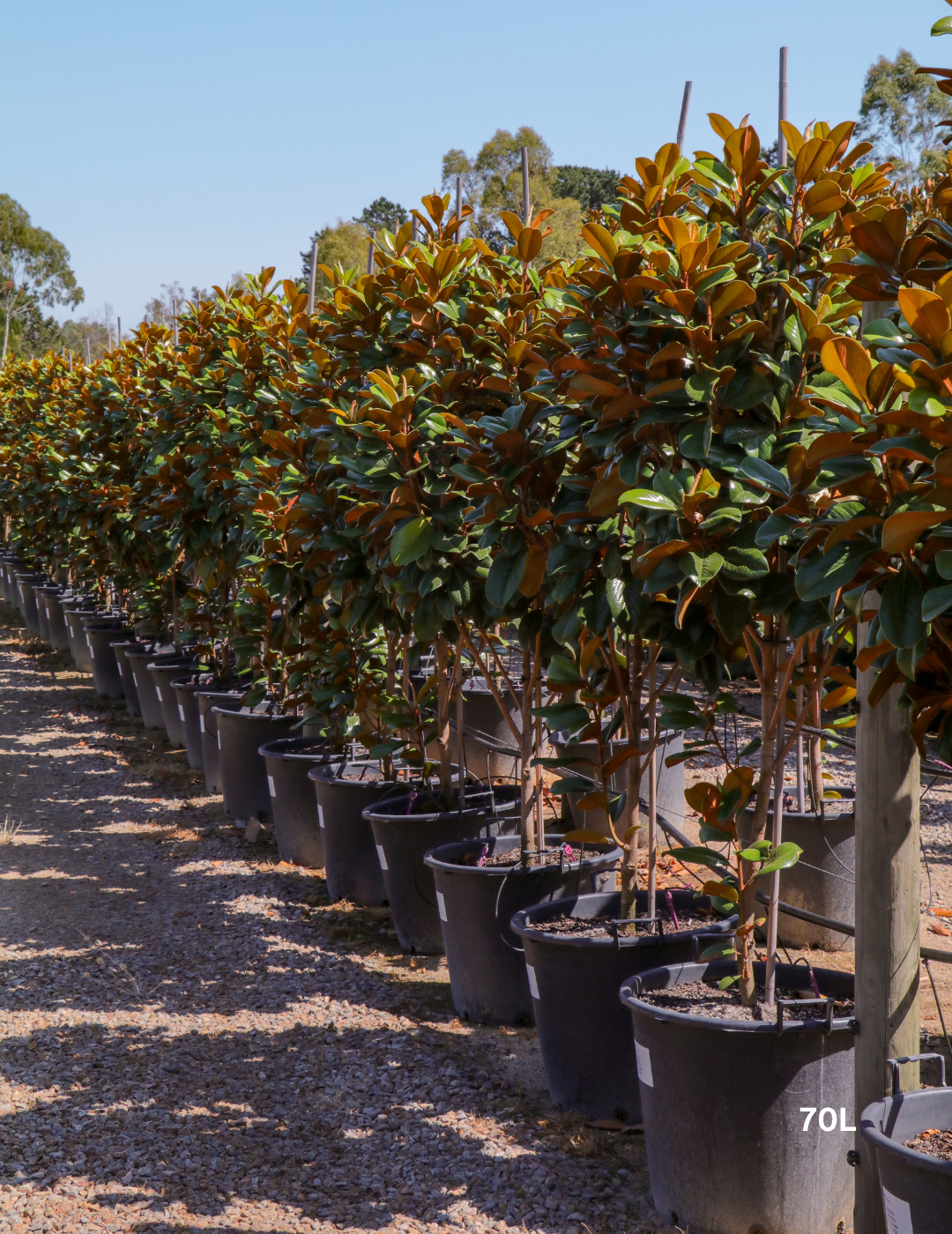 Magnolia grandiflora 'Teddy Bear' - Evergreen Trees Direct