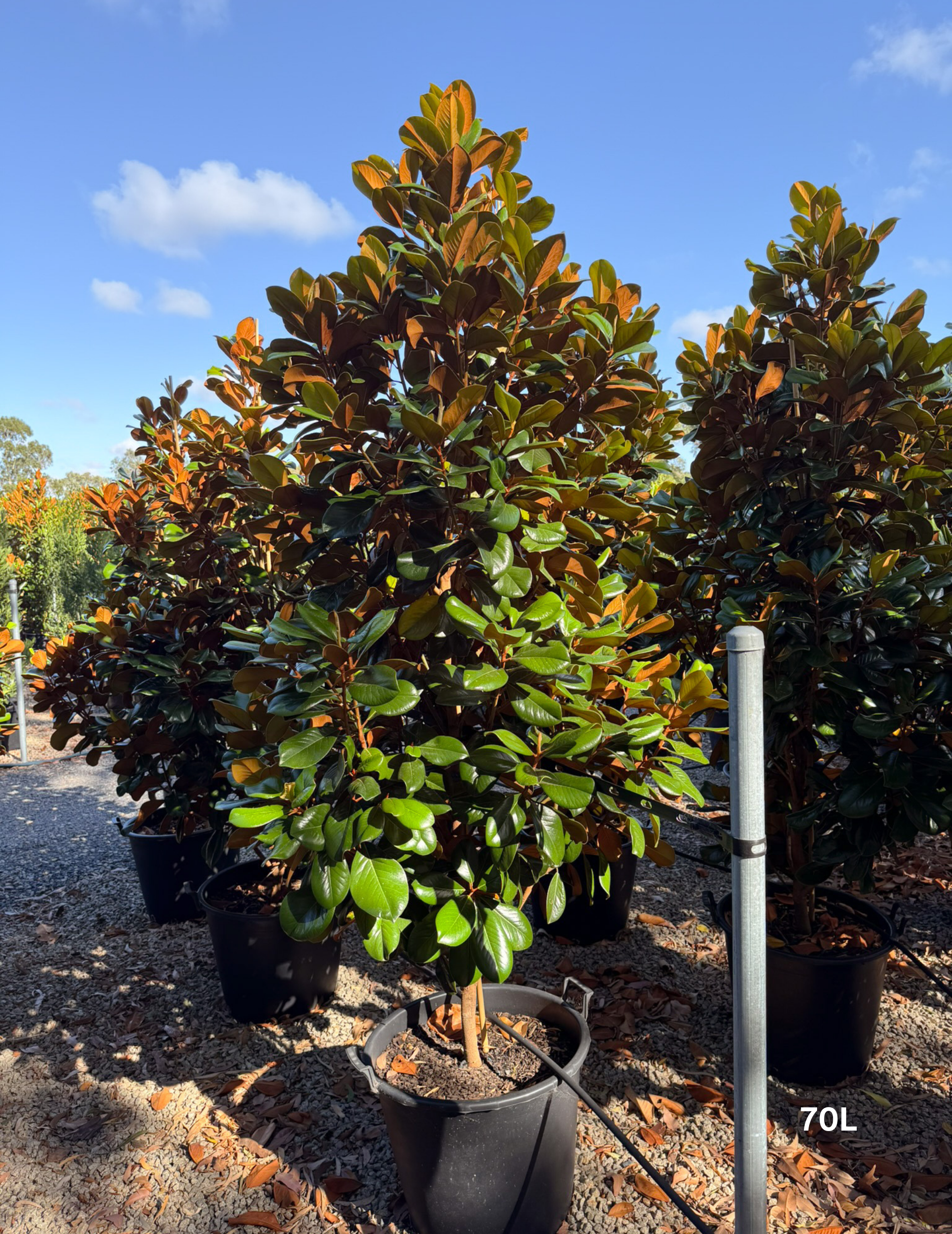 Magnolia grandiflora 'Teddy Bear' - Evergreen Trees Direct