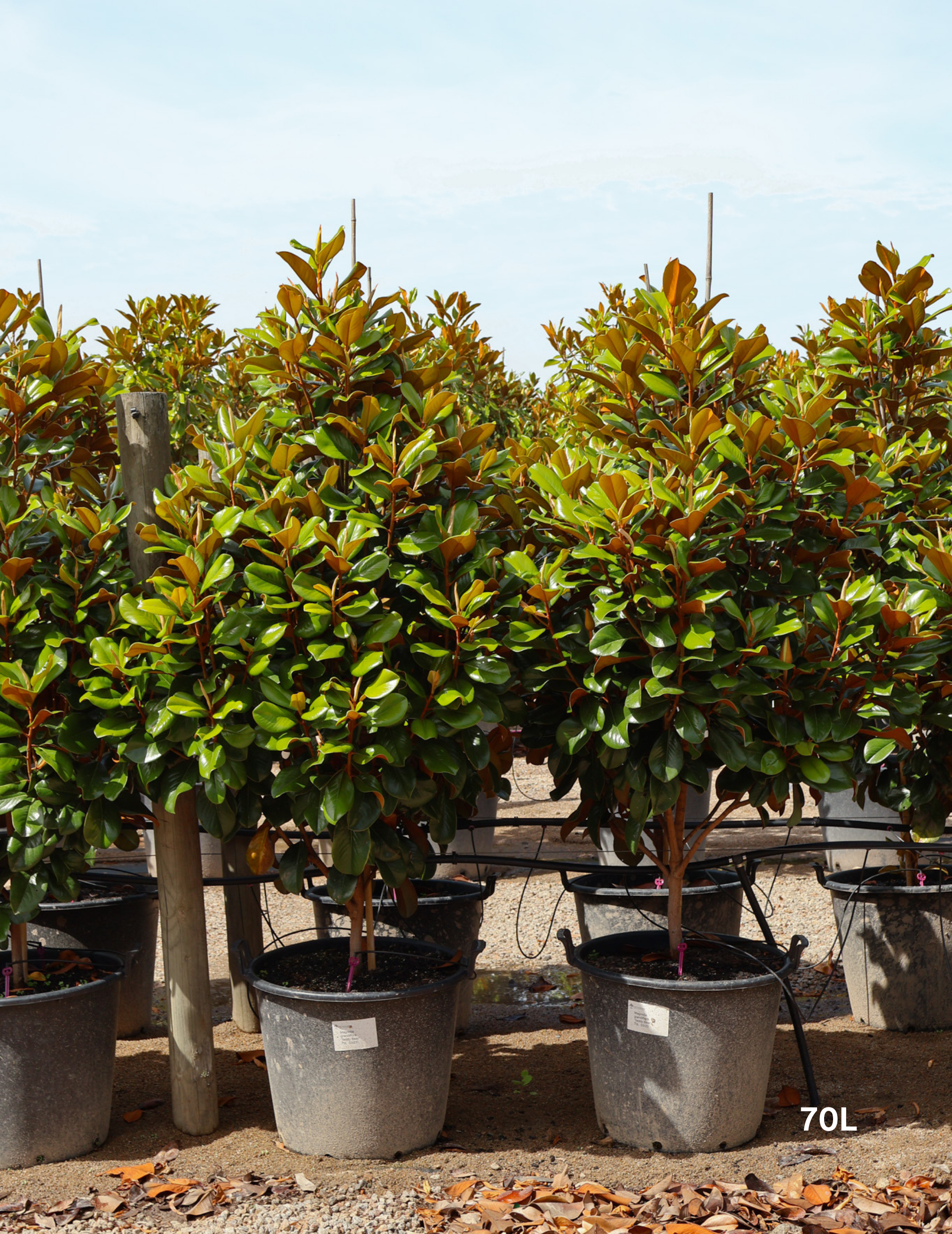 Magnolia grandiflora 'Teddy Bear' - Evergreen Trees Direct