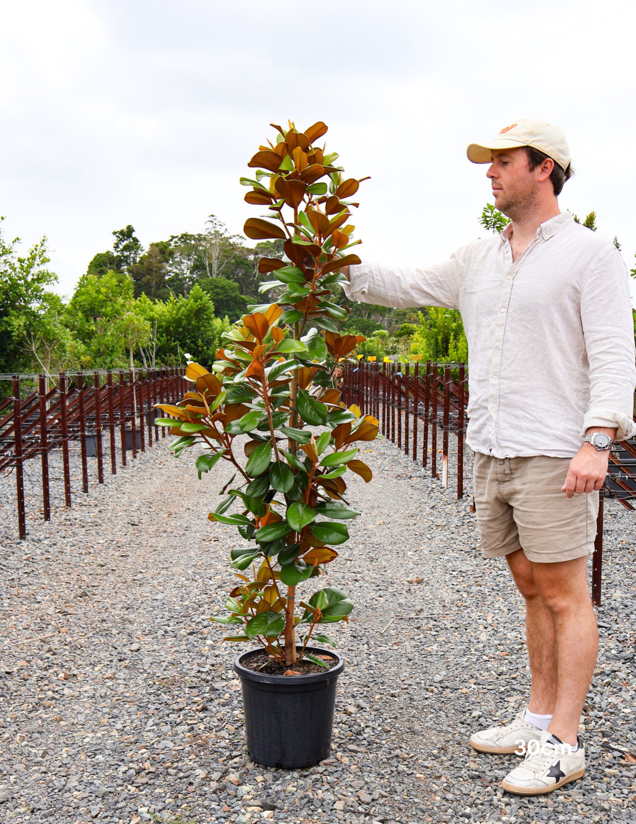 Magnolia grandiflora 'Teddy Bear' - Evergreen Trees Direct