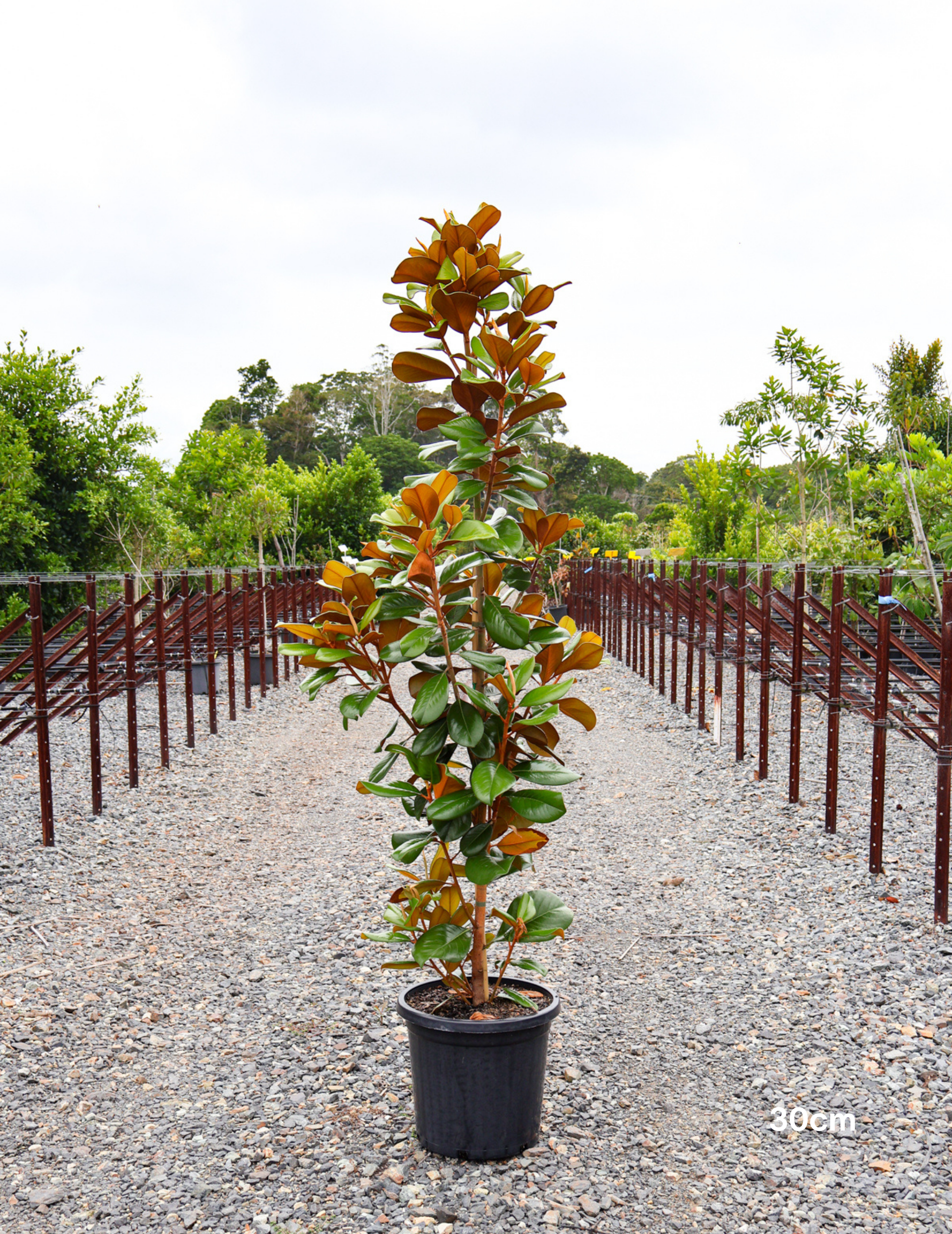 Magnolia grandiflora 'Teddy Bear' - Evergreen Trees Direct