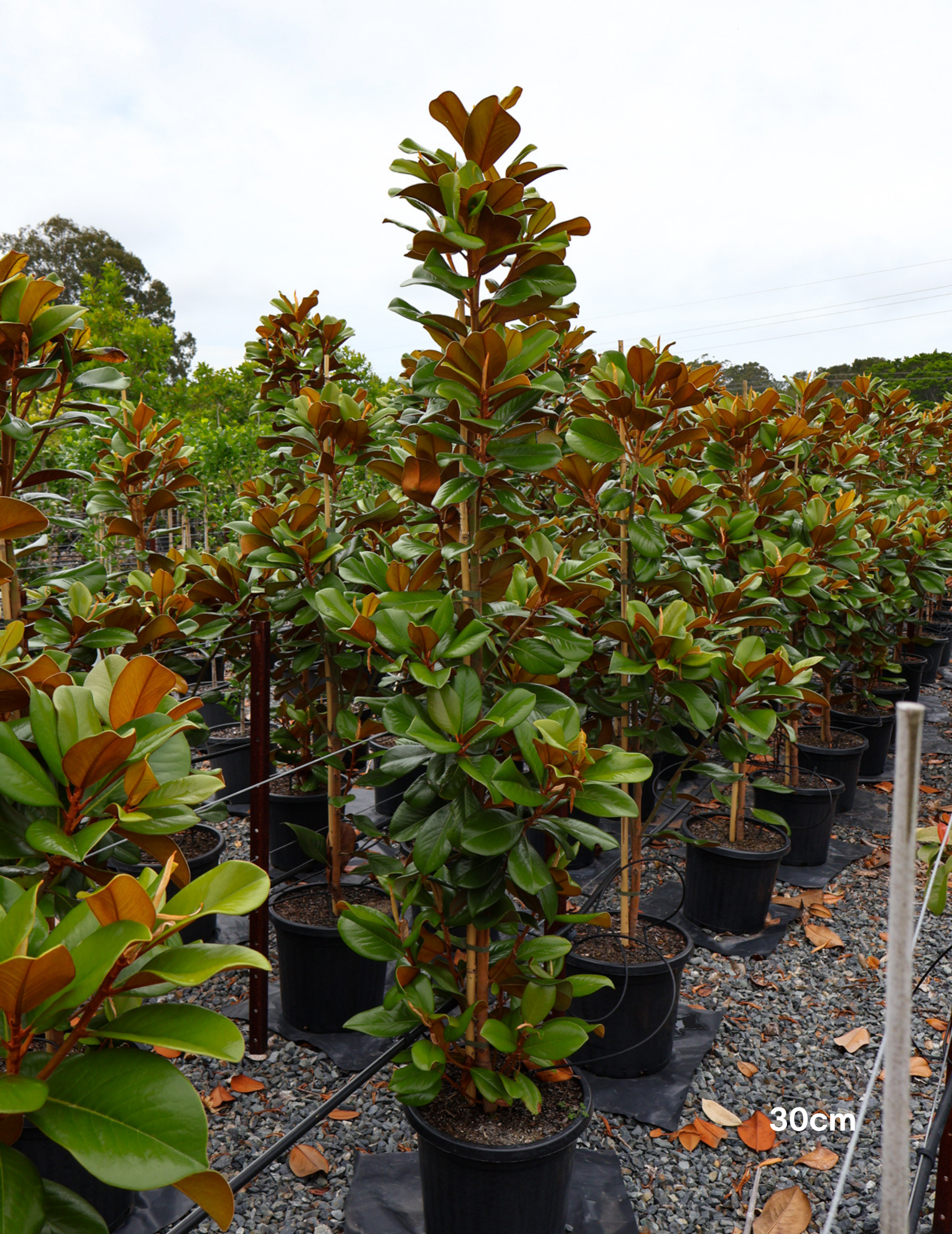 Magnolia grandiflora 'Teddy Bear' - Evergreen Trees Direct