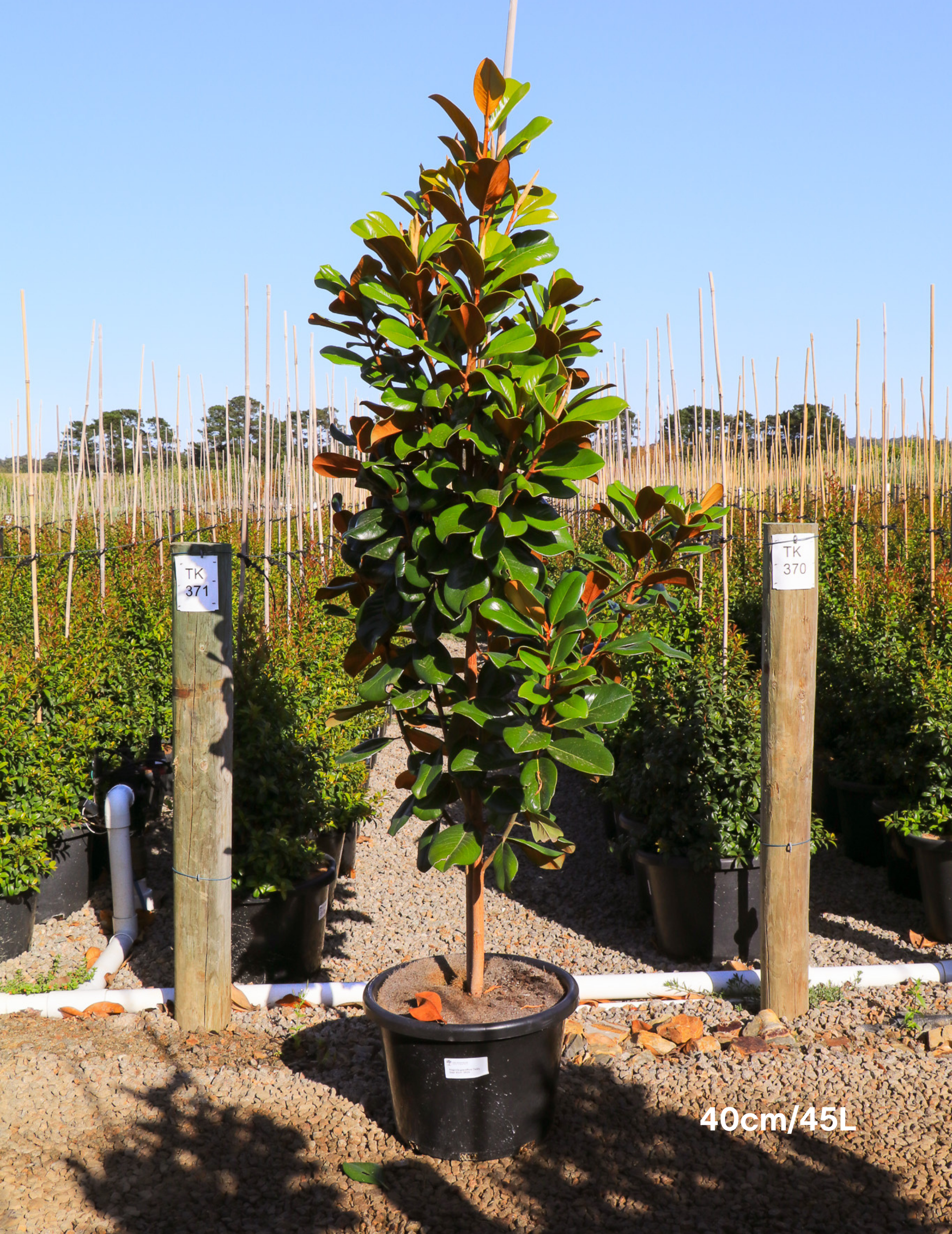 Magnolia grandiflora 'Teddy Bear' - Evergreen Trees Direct