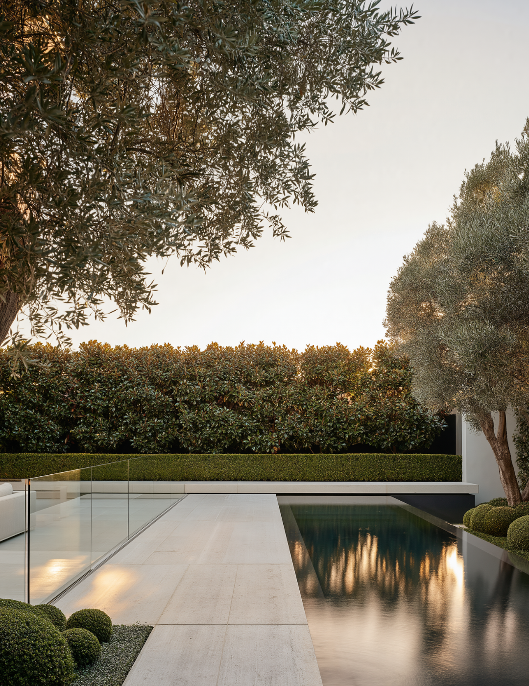 Magnolia grandiflora 'Teddy Bear'