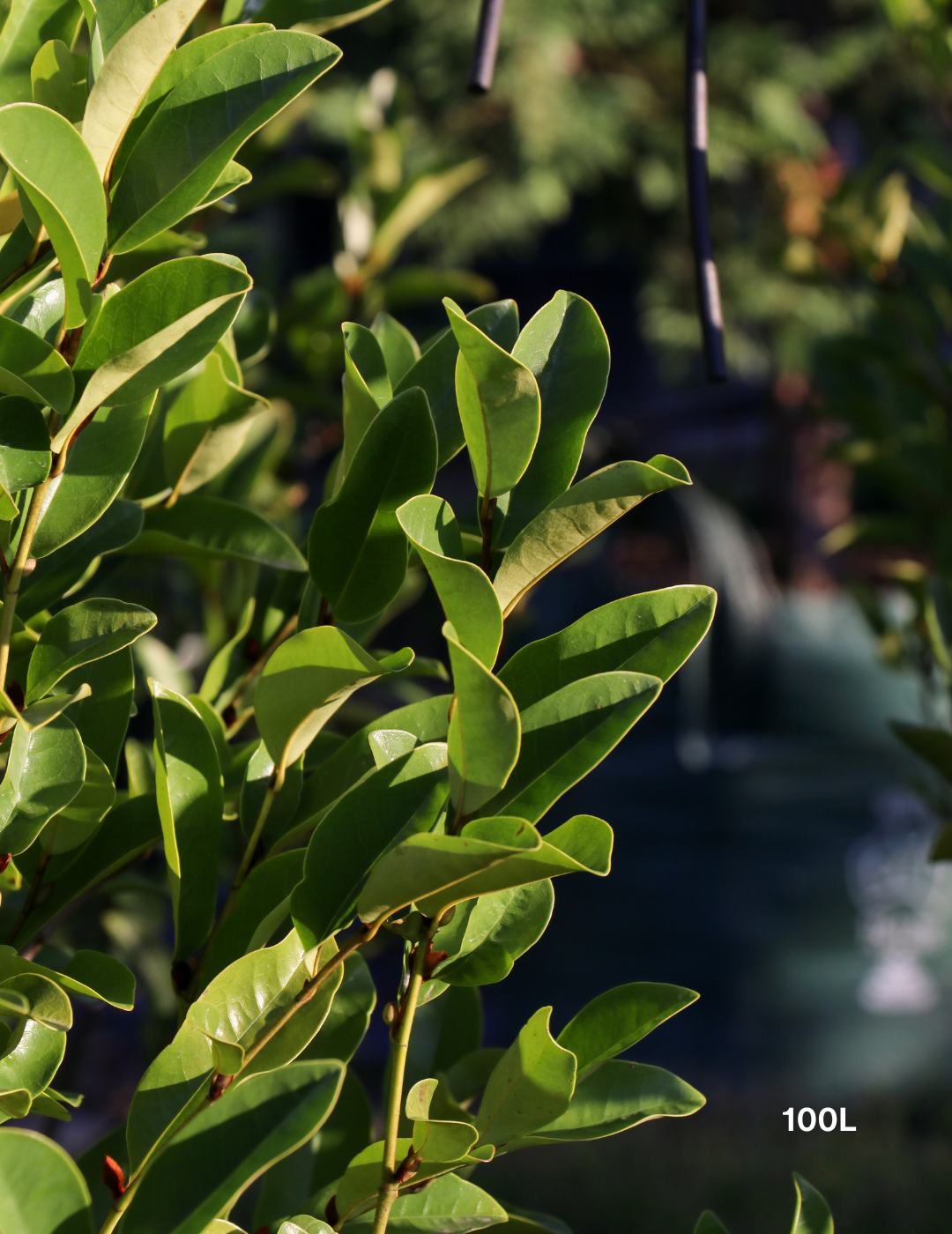 Magnolia figo x yunnanensis 'White Caviar' - White Caviar Magnolia - Evergreen Trees Direct