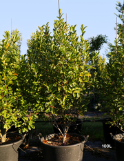 Magnolia figo x yunnanensis 'White Caviar' - White Caviar Magnolia - Evergreen Trees Direct