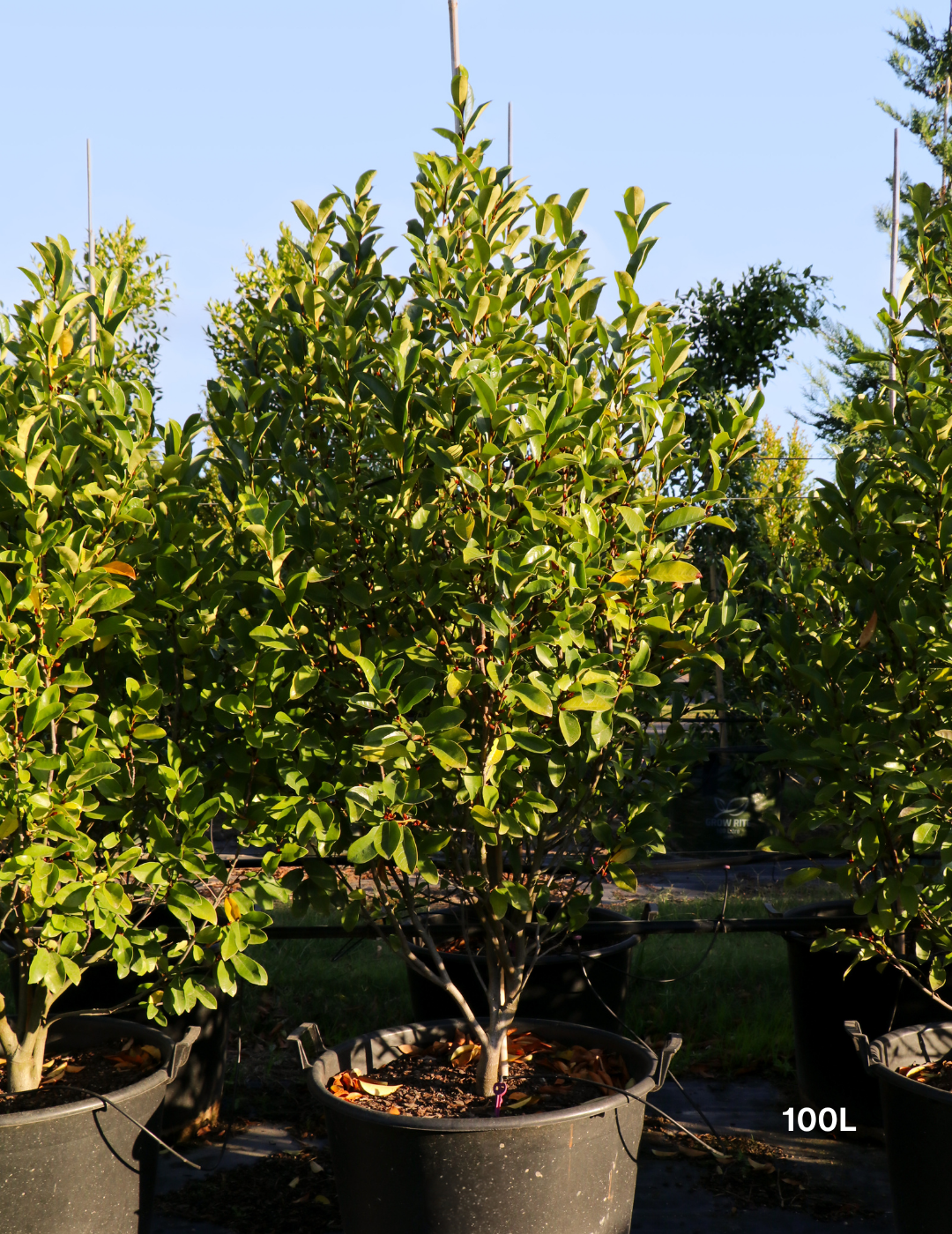Magnolia figo x yunnanensis 'White Caviar' - White Caviar Magnolia - Evergreen Trees Direct
