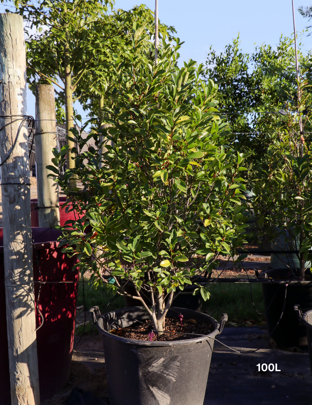 Magnolia figo x yunnanensis 'White Caviar' - White Caviar Magnolia - Evergreen Trees Direct