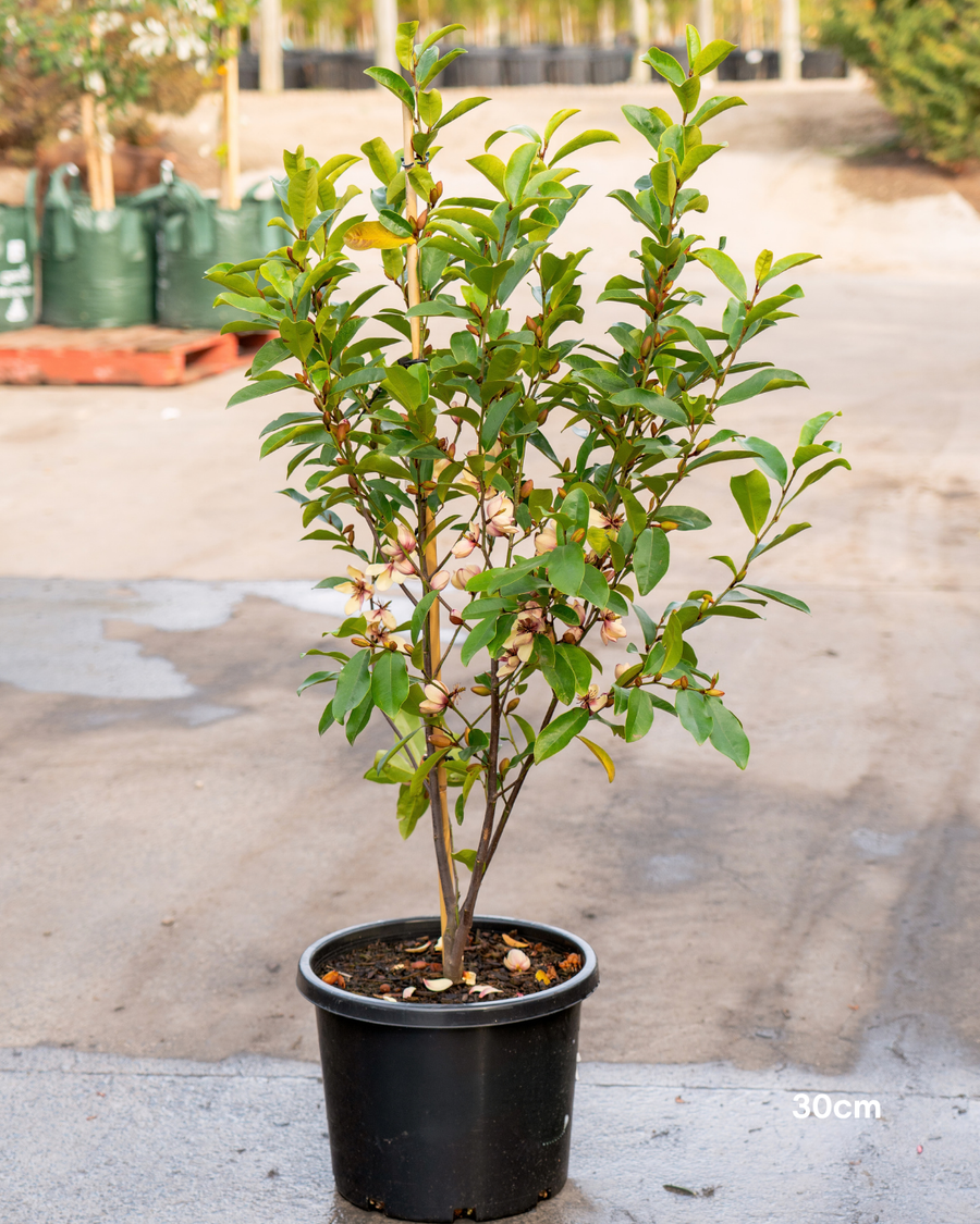 Magnolia figo x yunnanensis 'White Caviar' - White Caviar Magnolia