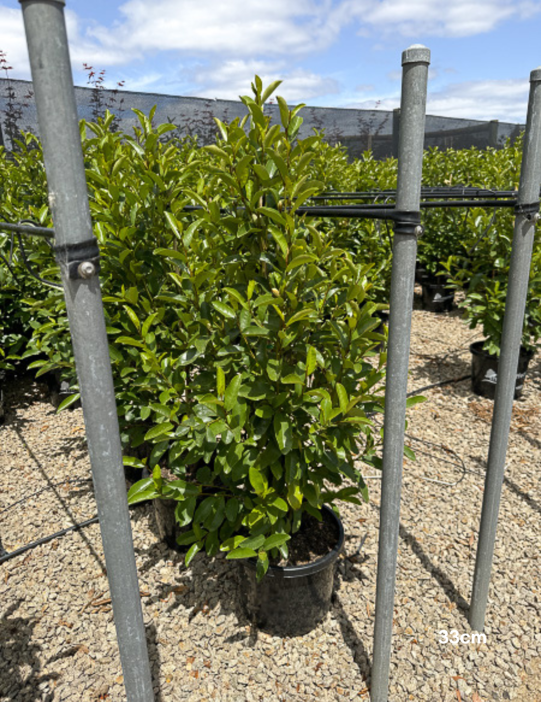Magnolia figo x yunnanensis 'White Caviar' - White Caviar Magnolia - Evergreen Trees Direct