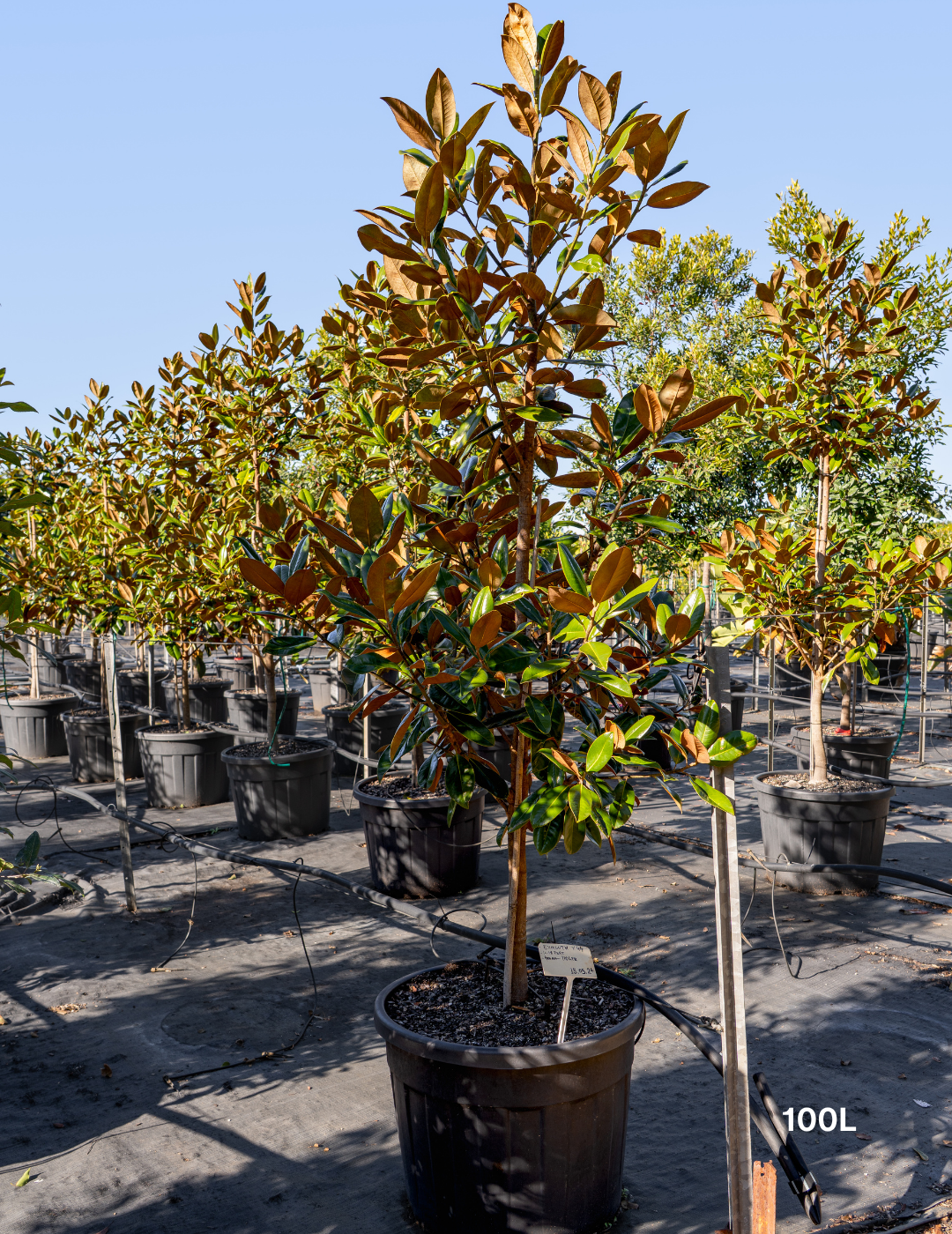 Magnolia grandiflora 'Exmouth'
