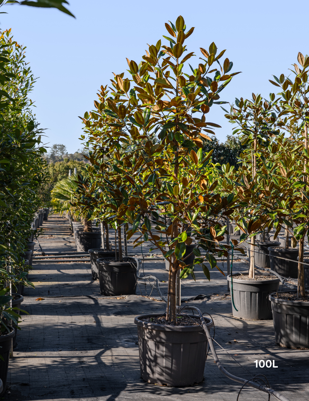 Magnolia grandiflora 'Exmouth'