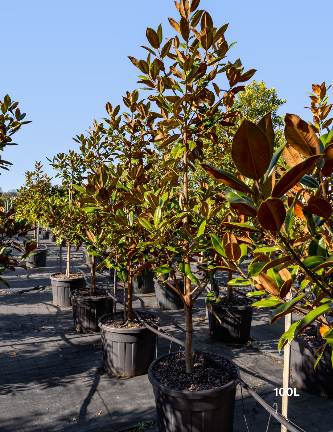 Magnolia grandiflora 'Exmouth'