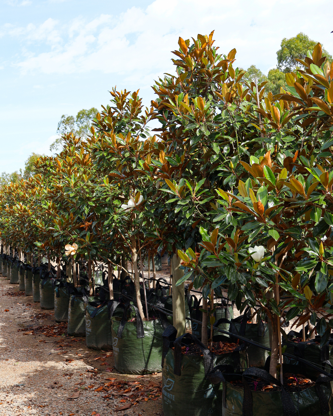 Evergreen Trees Direct