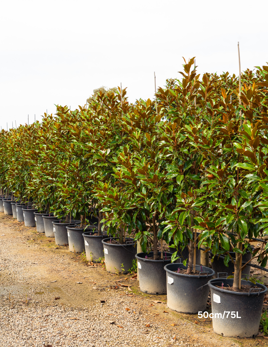 Magnolia grandiflora 'Kay Parris' - Evergreen Trees Direct
