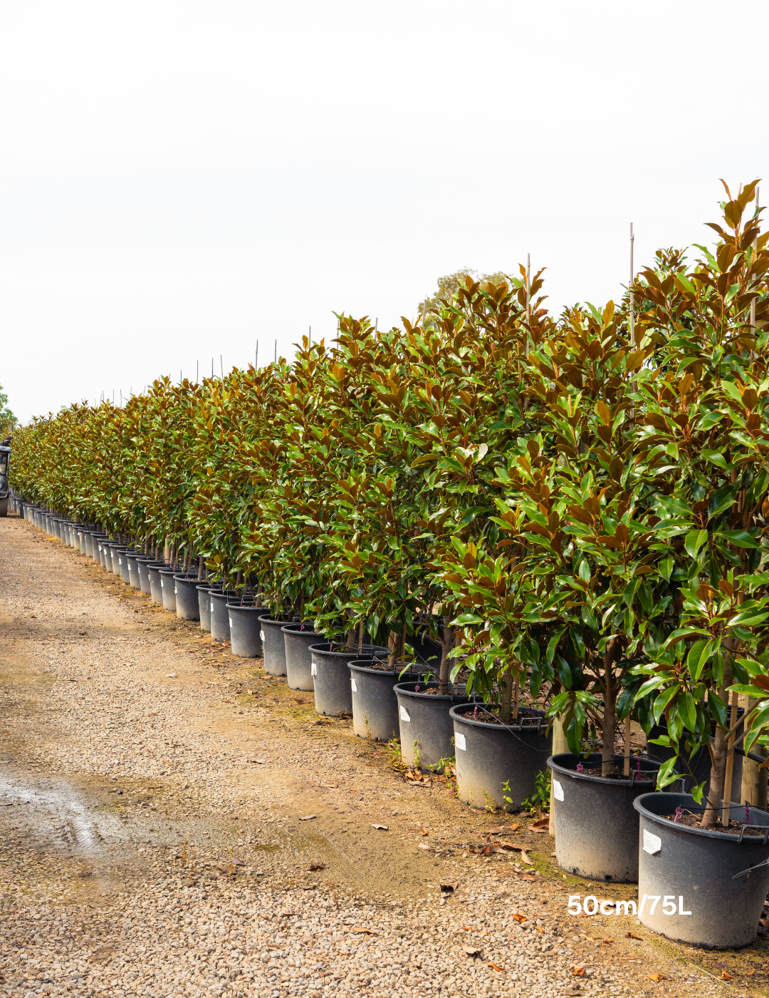 Magnolia grandiflora 'Kay Parris' - Evergreen Trees Direct