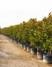 Magnolia grandiflora 'Kay Parris' - Evergreen Trees Direct