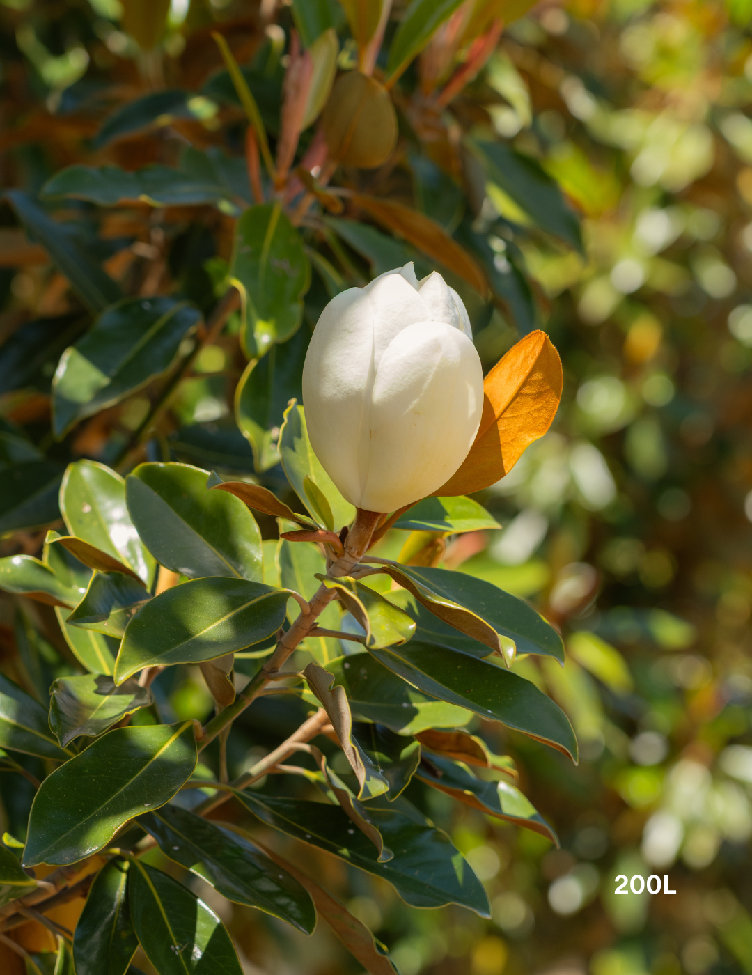 Magnolia grandiflora 'Little Gem' - Evergreen Trees Direct