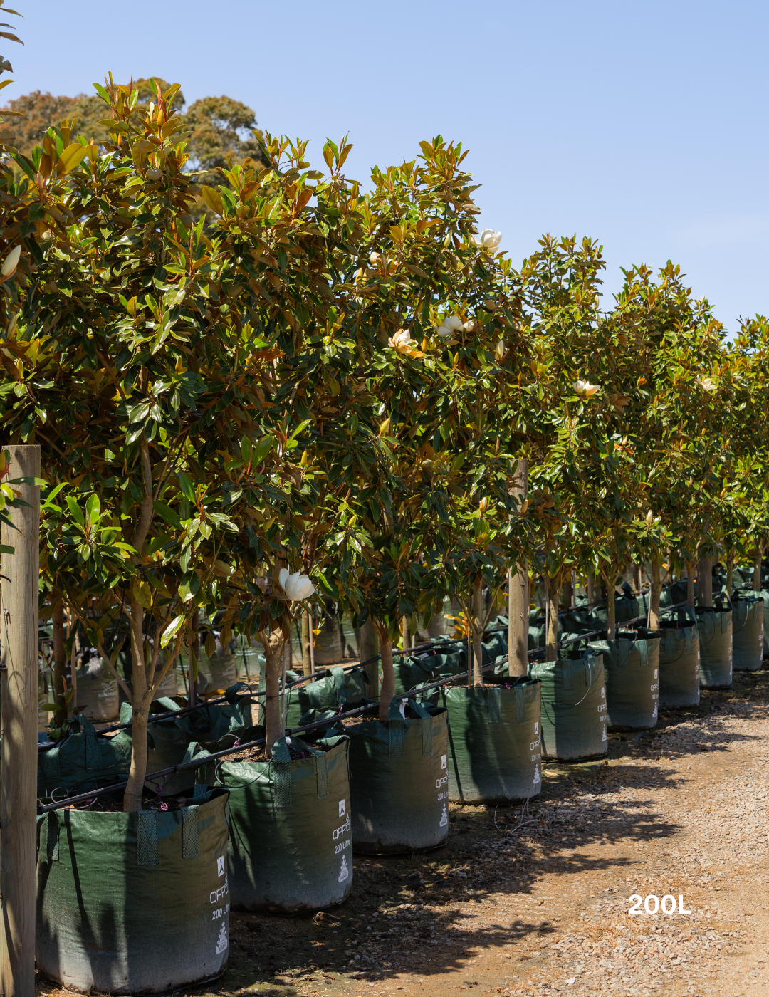 Magnolia grandiflora 'Little Gem' - Evergreen Trees Direct