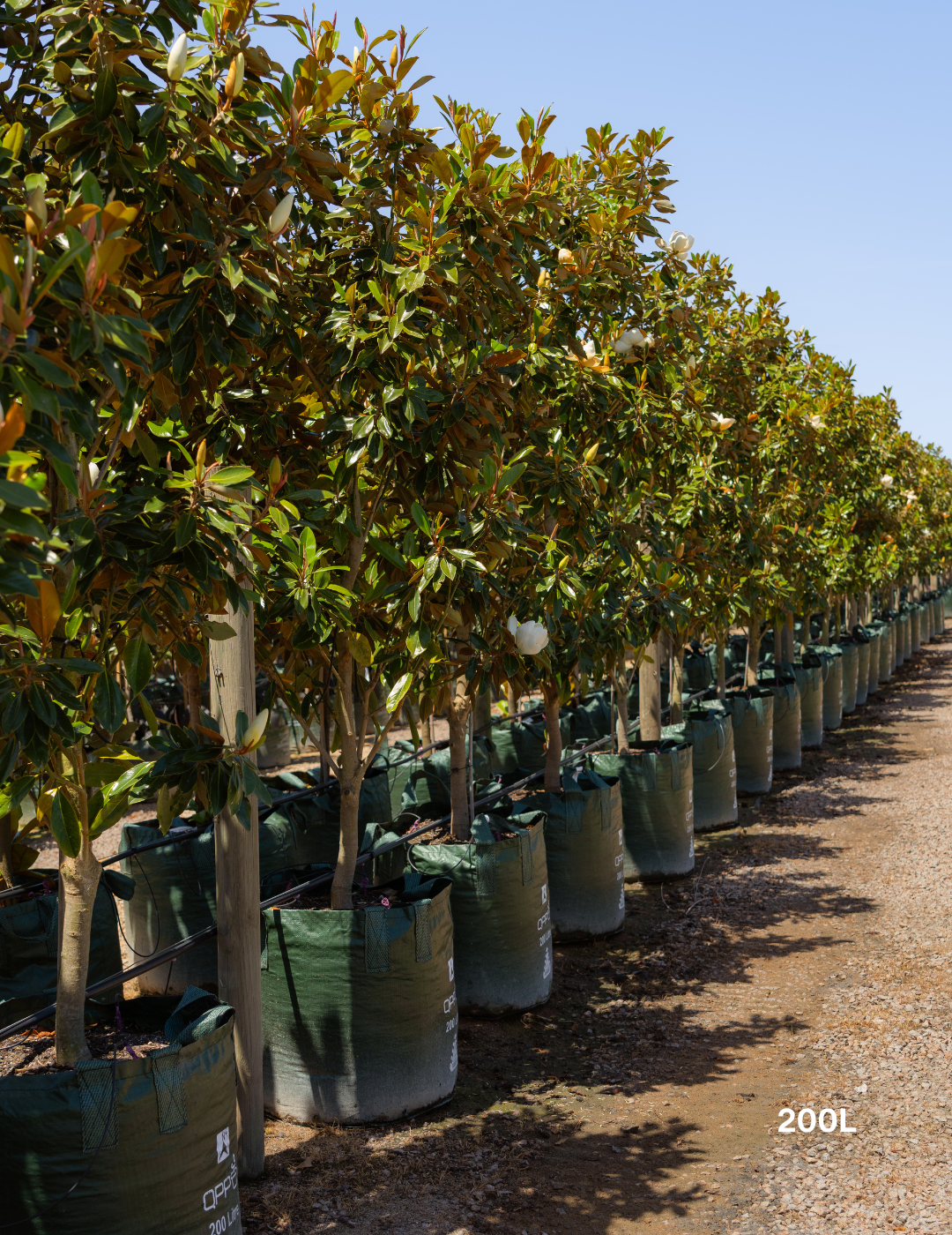 Magnolia grandiflora 'Little Gem' - Evergreen Trees Direct
