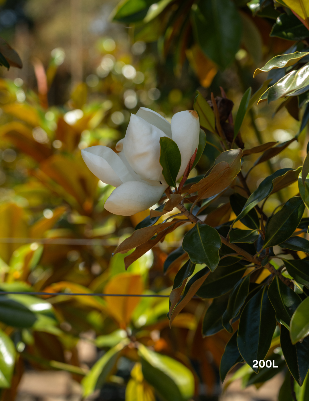 Magnolia grandiflora 'Little Gem' - Evergreen Trees Direct