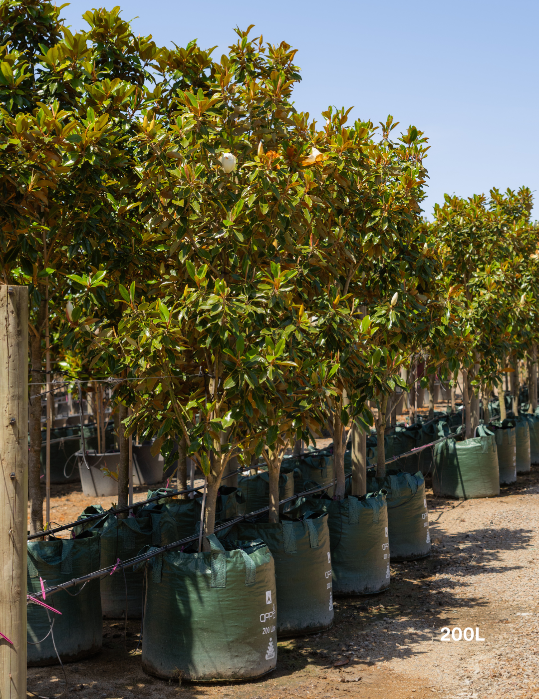 Magnolia grandiflora 'Little Gem' - Evergreen Trees Direct