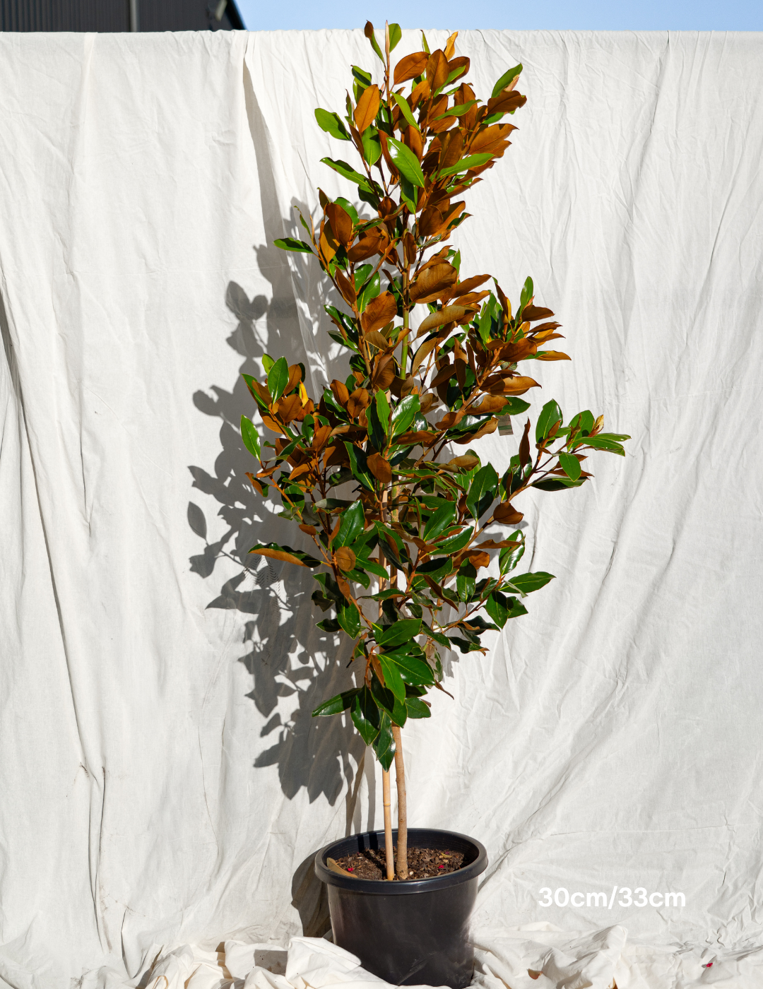 Magnolia grandiflora 'Little Gem'