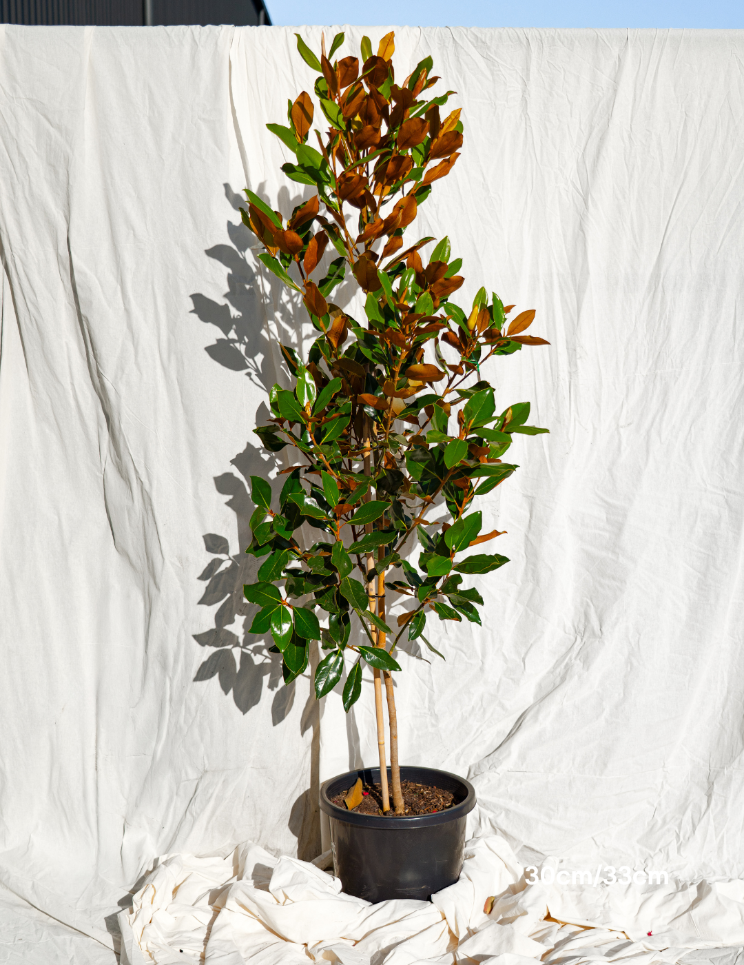 Magnolia grandiflora 'Little Gem'