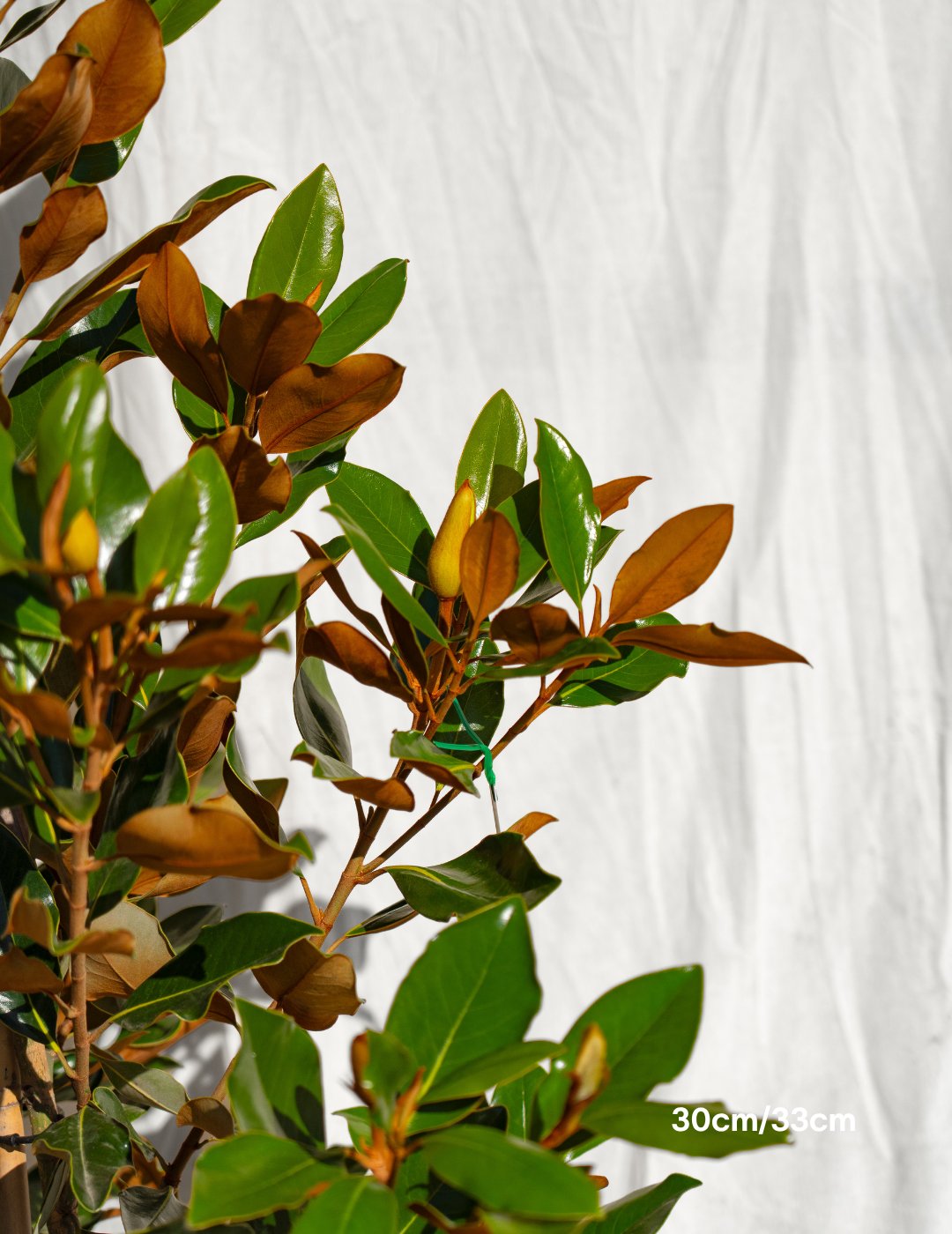 Magnolia grandiflora 'Little Gem'