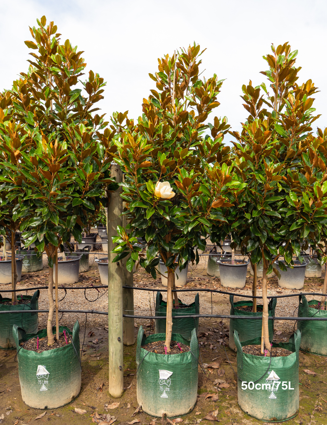 Magnolia grandiflora 'Little Gem' - Evergreen Trees Direct