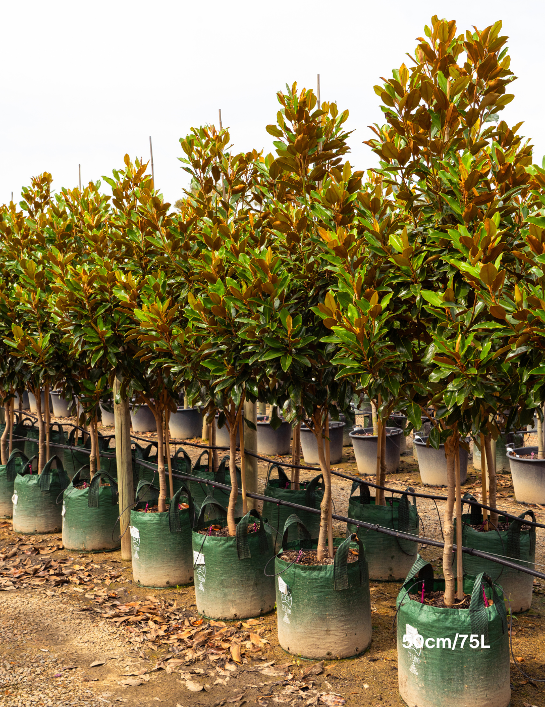 Magnolia grandiflora 'Little Gem' - Evergreen Trees Direct