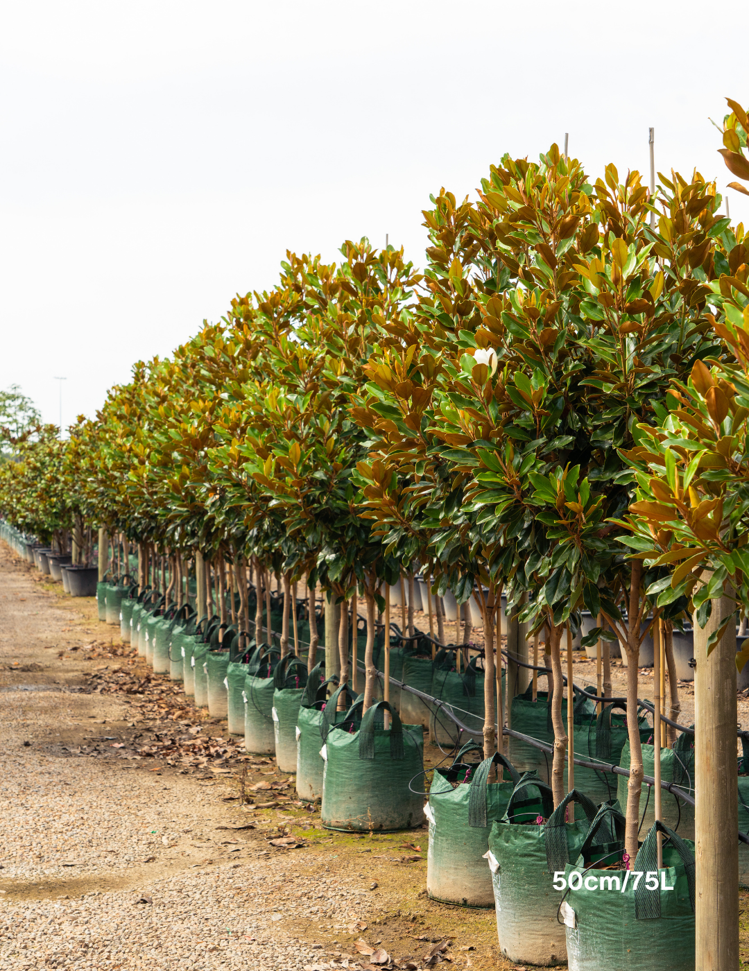 Magnolia grandiflora 'Little Gem' - Evergreen Trees Direct