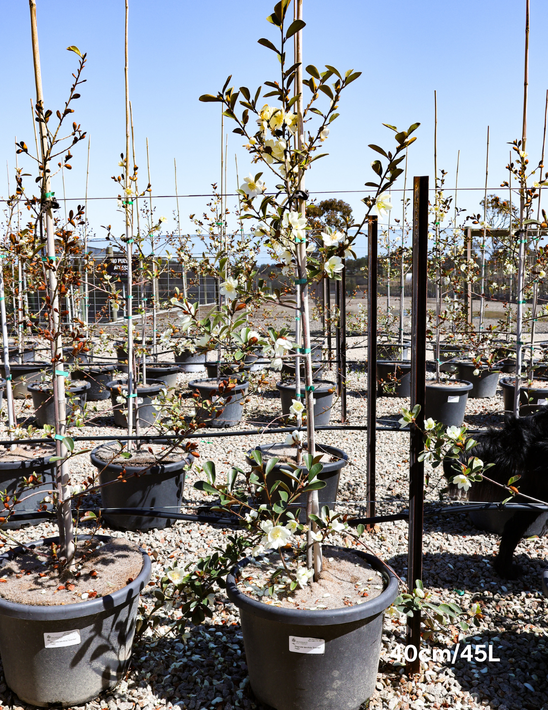 Magnolia 'Scented Pearl' - Evergreen Trees Direct