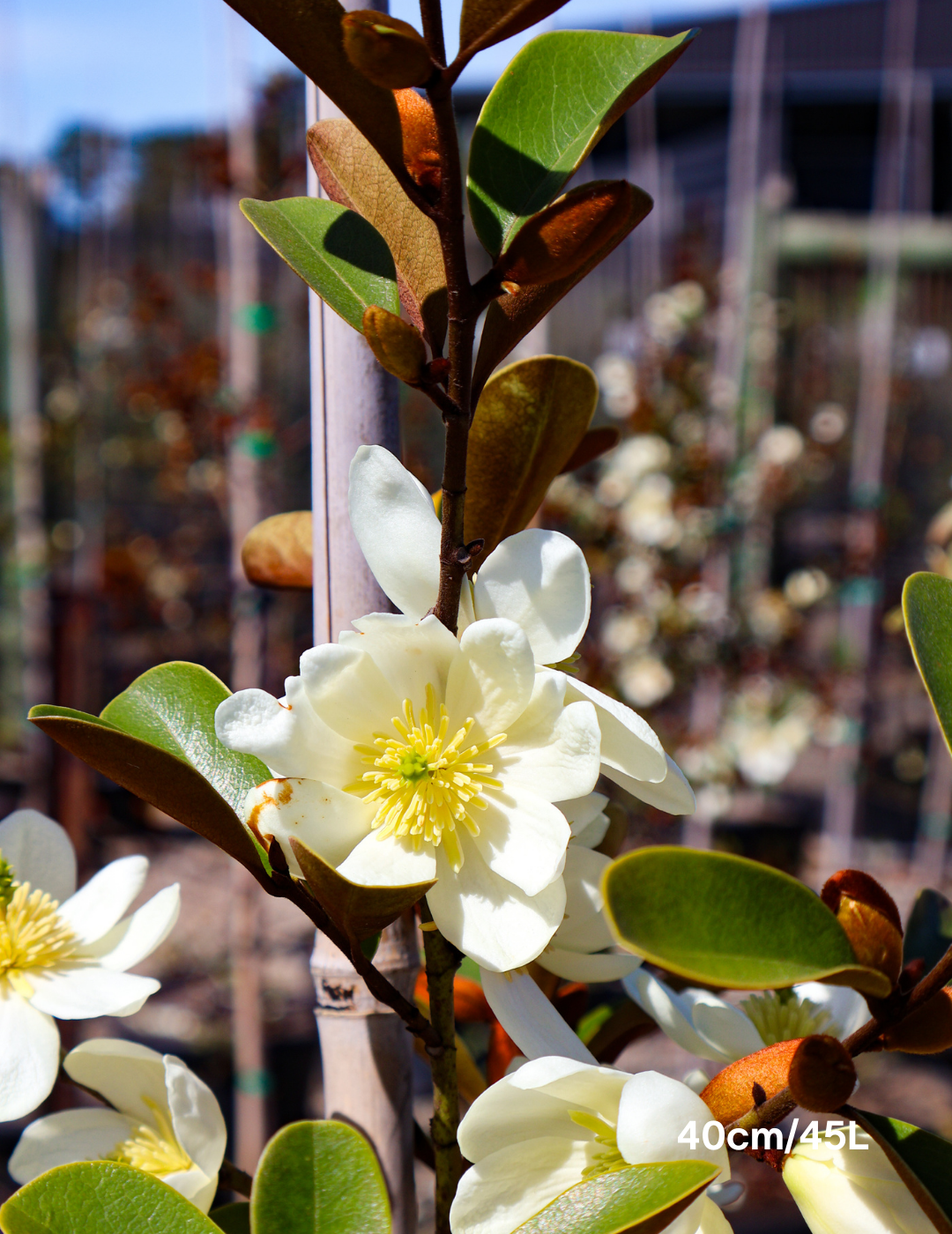 Magnolia 'Scented Pearl' - Evergreen Trees Direct
