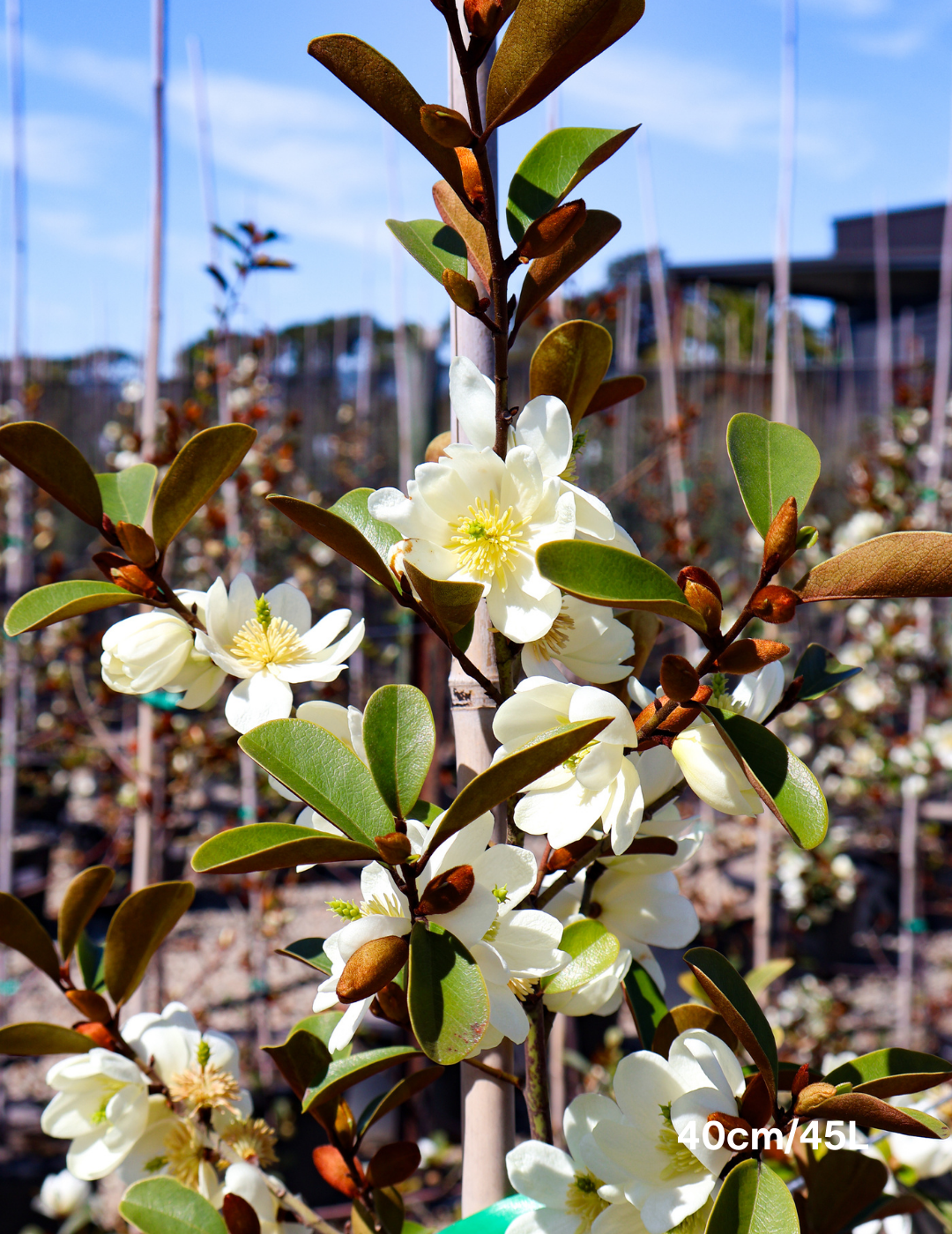 Magnolia 'Scented Pearl' - Evergreen Trees Direct
