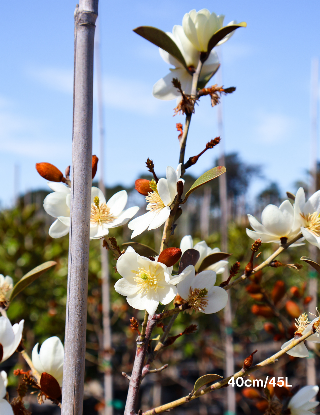 Magnolia 'Scented Pearl' - Evergreen Trees Direct