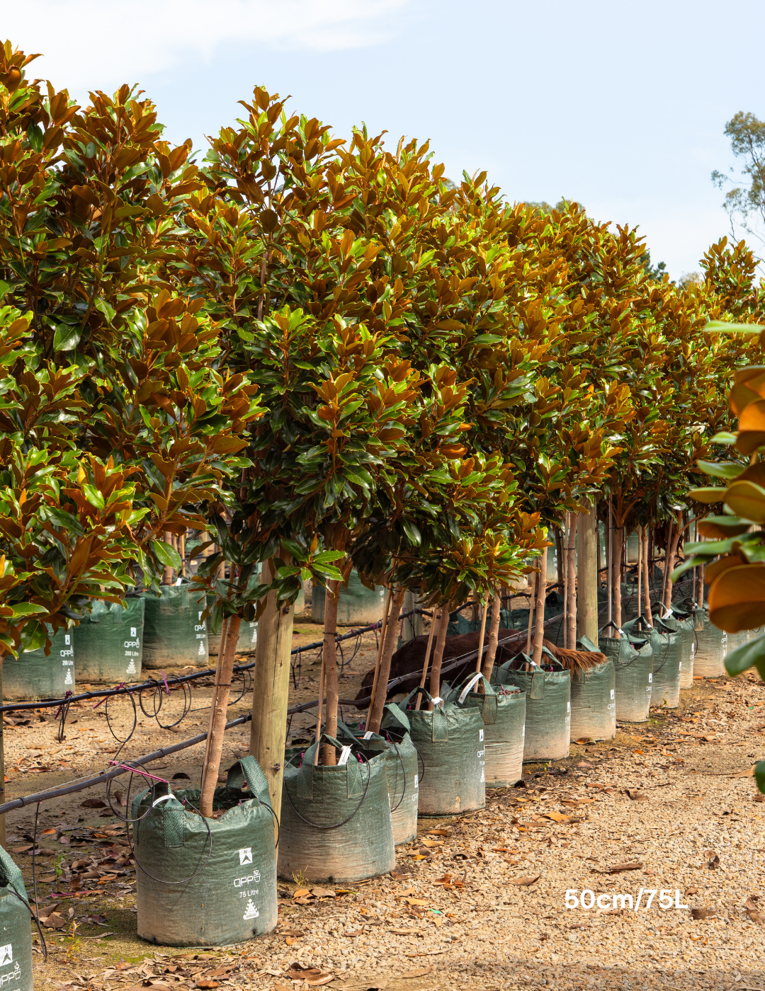 Magnolia Grandiflora 'Supergem' - Evergreen Trees Direct