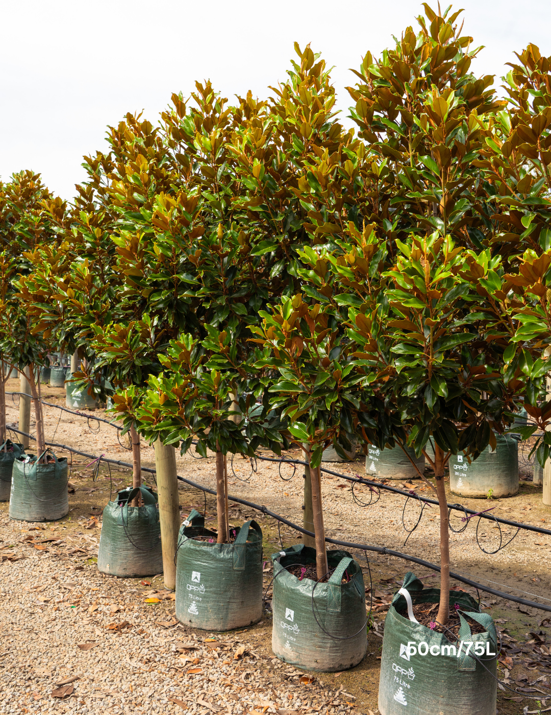 Magnolia Grandiflora 'Supergem' - Evergreen Trees Direct