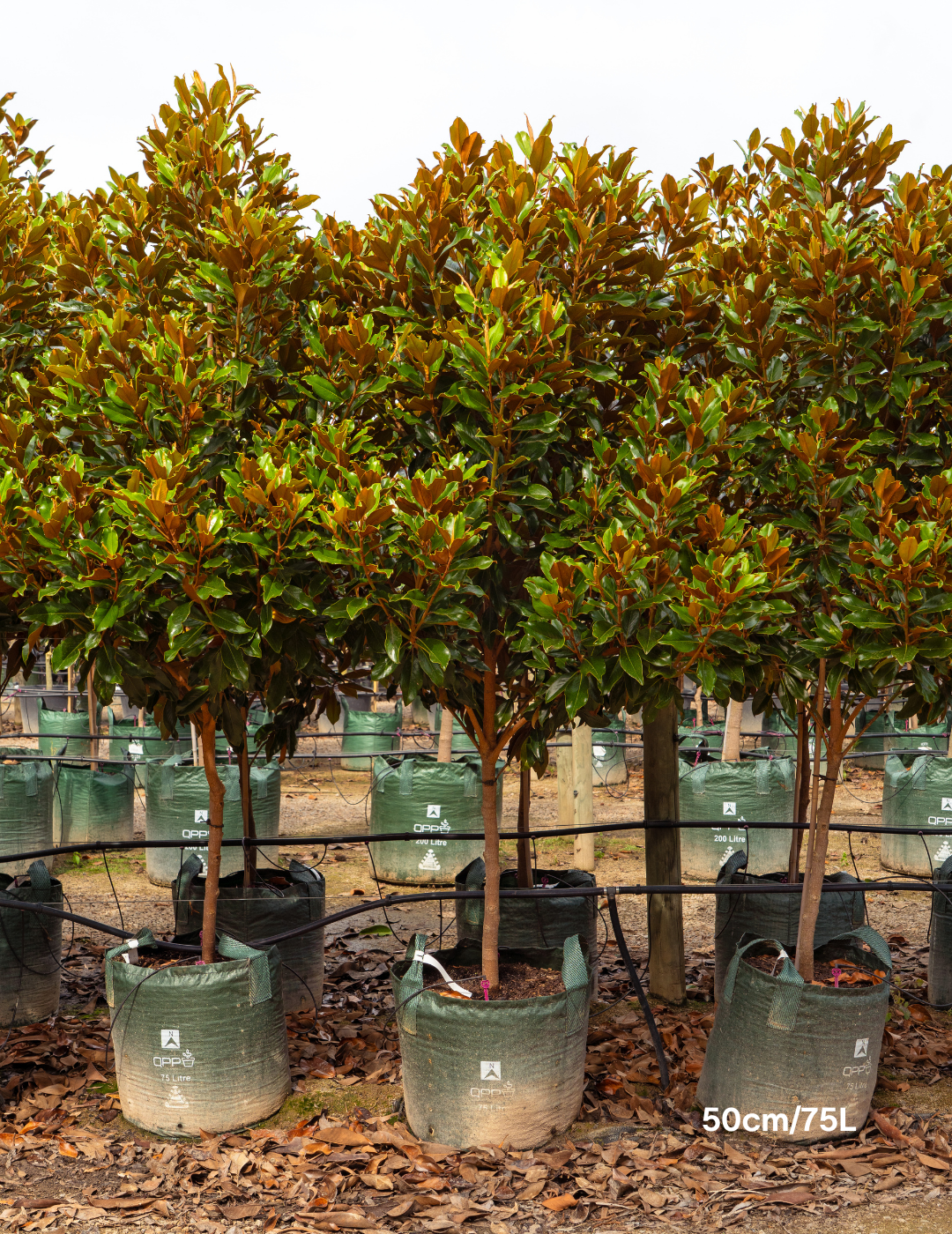 Magnolia Grandiflora 'Supergem' - Evergreen Trees Direct