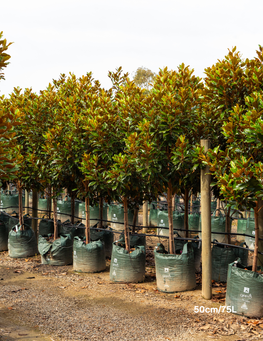 Magnolia Grandiflora 'Supergem' - Evergreen Trees Direct